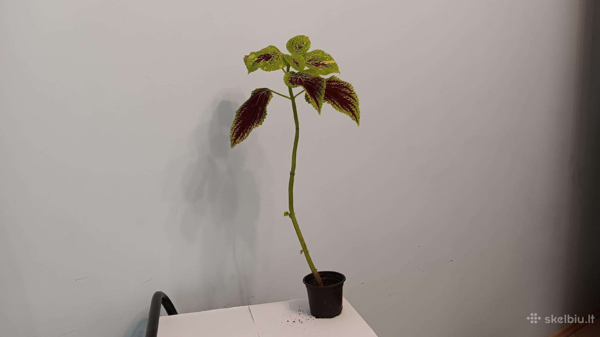Margenis šaknydinimui, 49 cm