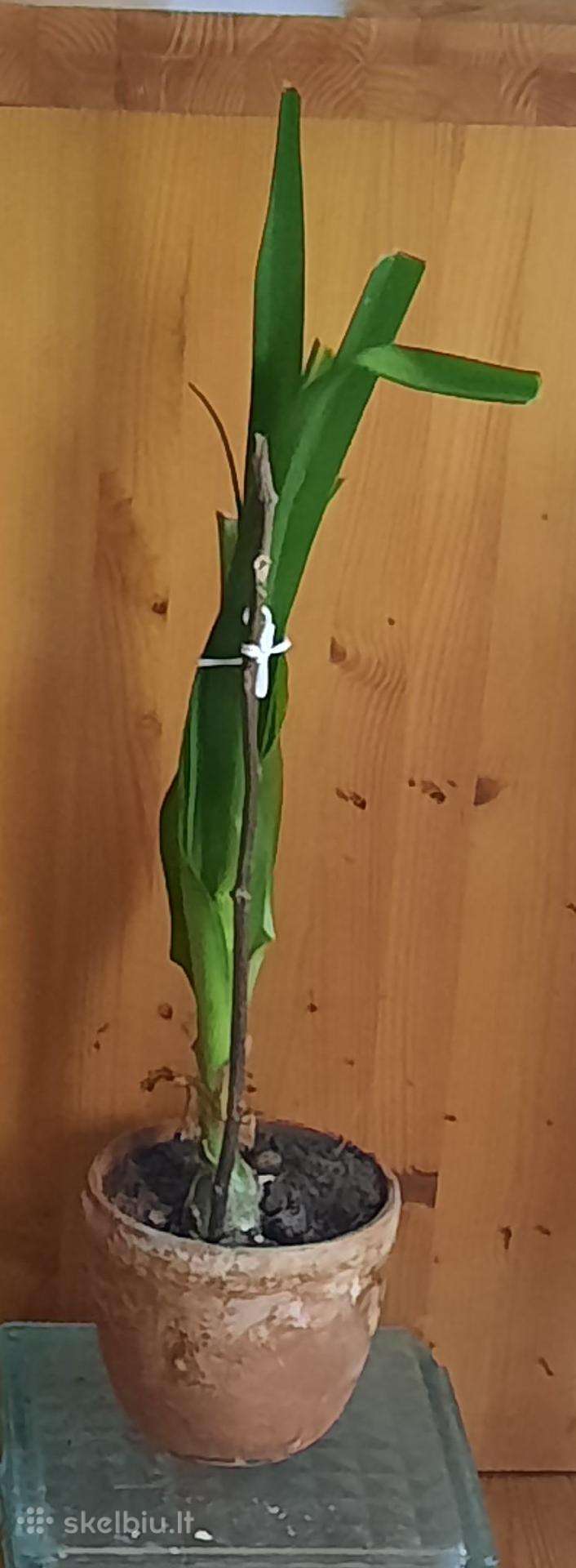 Vaistinis augalas Indiškas Svogūnas