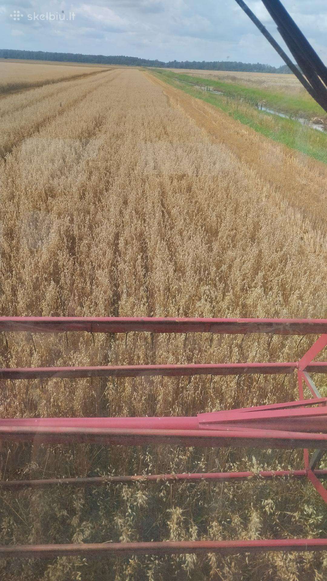 Avižos yra avižu kurenimui kviečiai