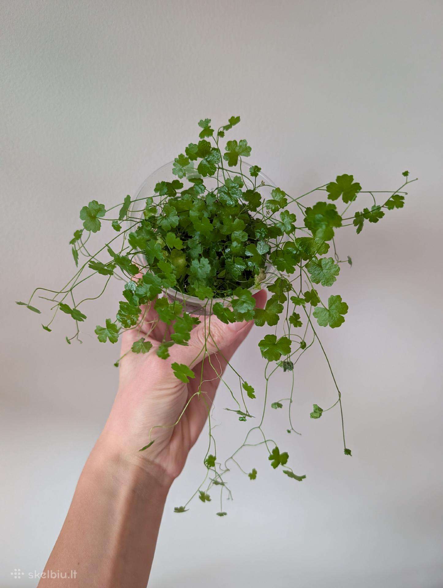 Hydrocotyle tripartita terariumams
