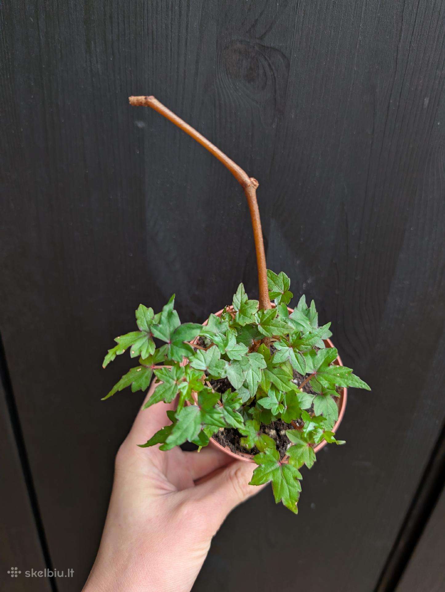Begonia dregeii
