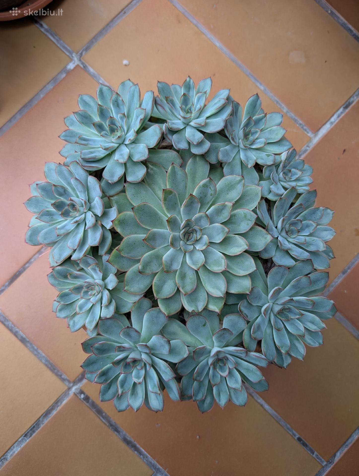 Echeveria