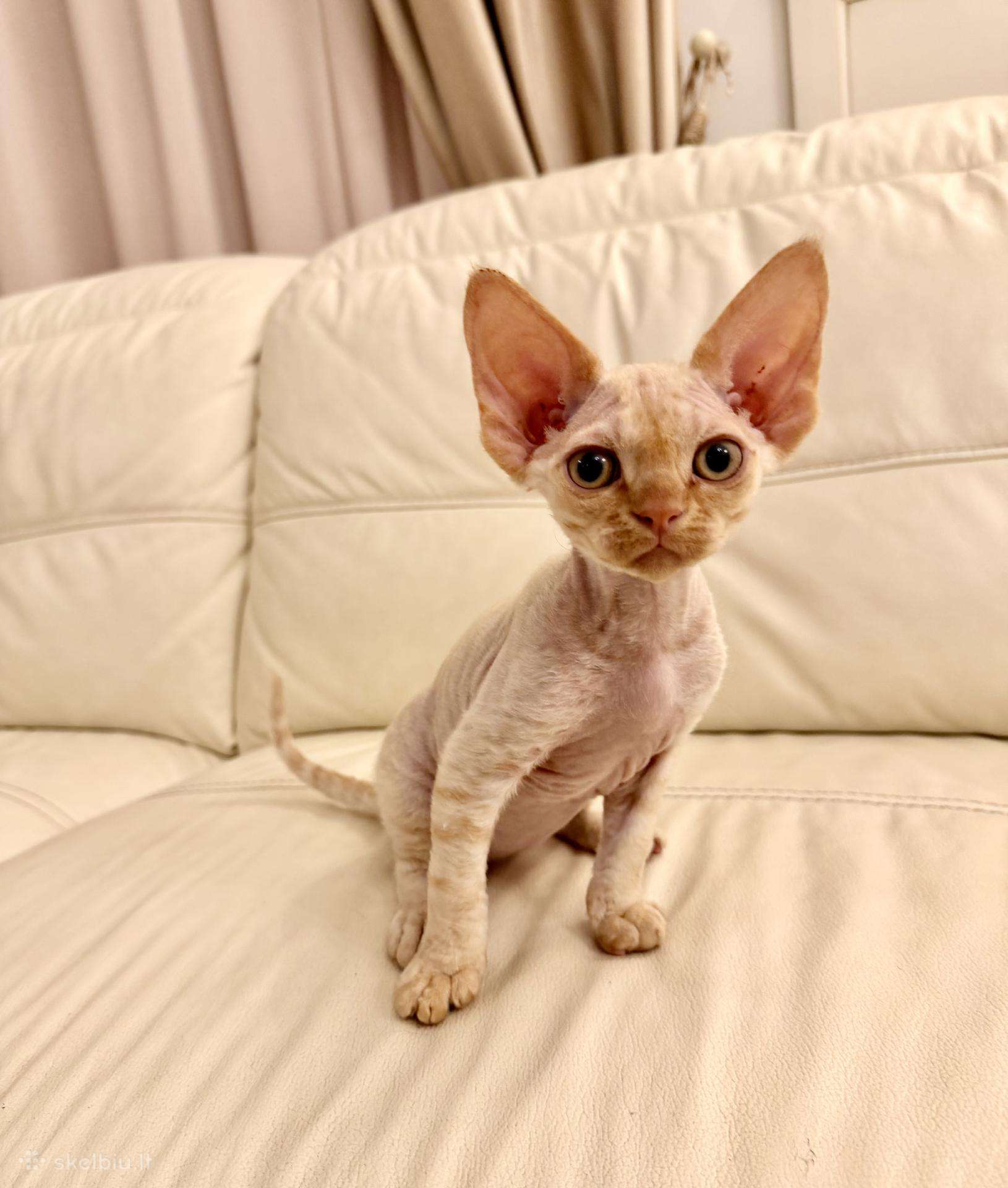 Kilmingas Devon Rex veislės kačiukas