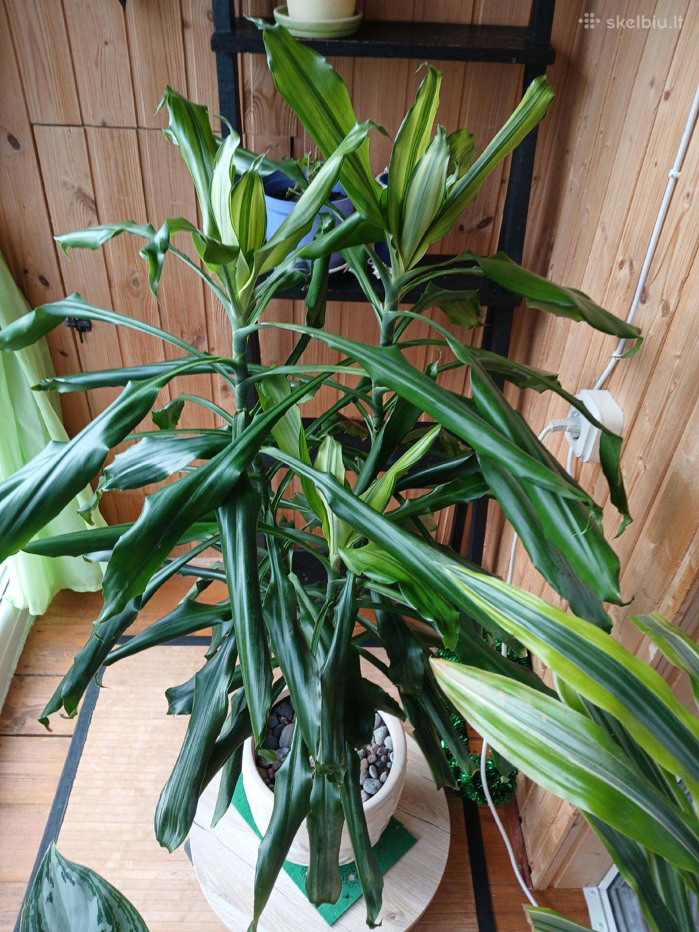 Kambarinės gėlės,dracena,bananai .3 nemaži.