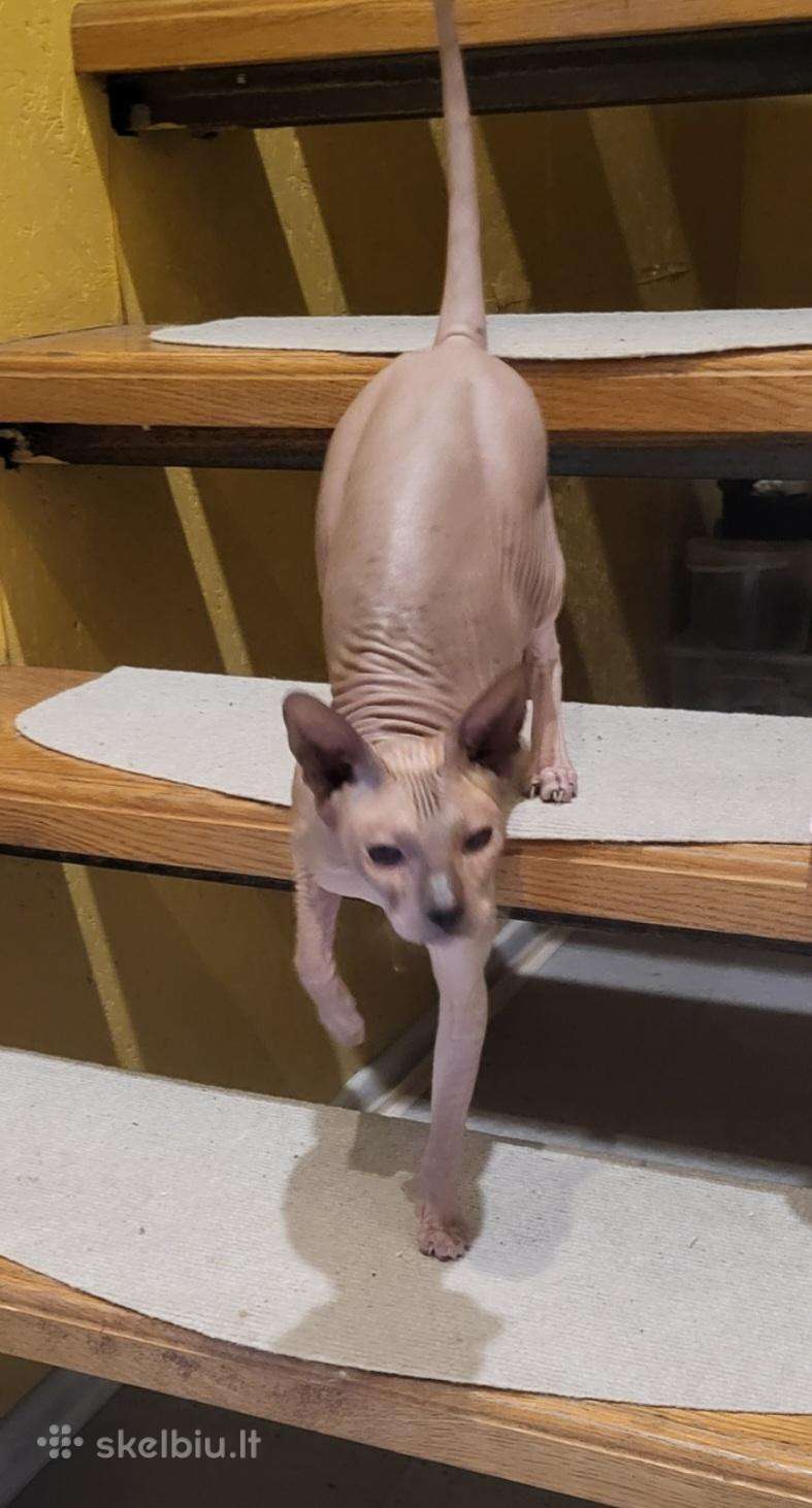 Parduodame