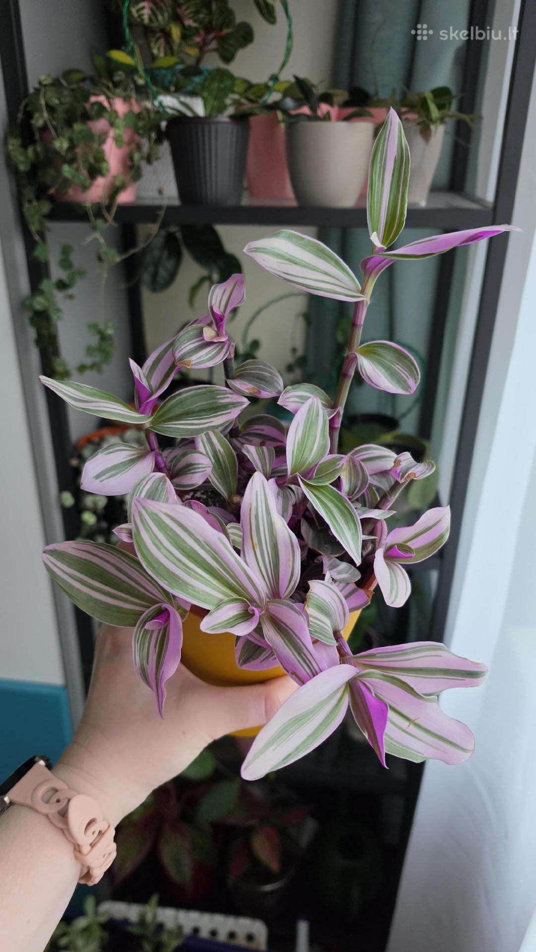 Tradeskantė