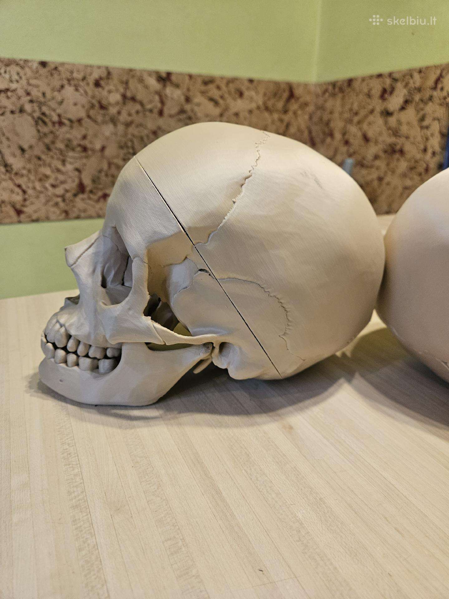 Kaukolės anatominis modelis 3D