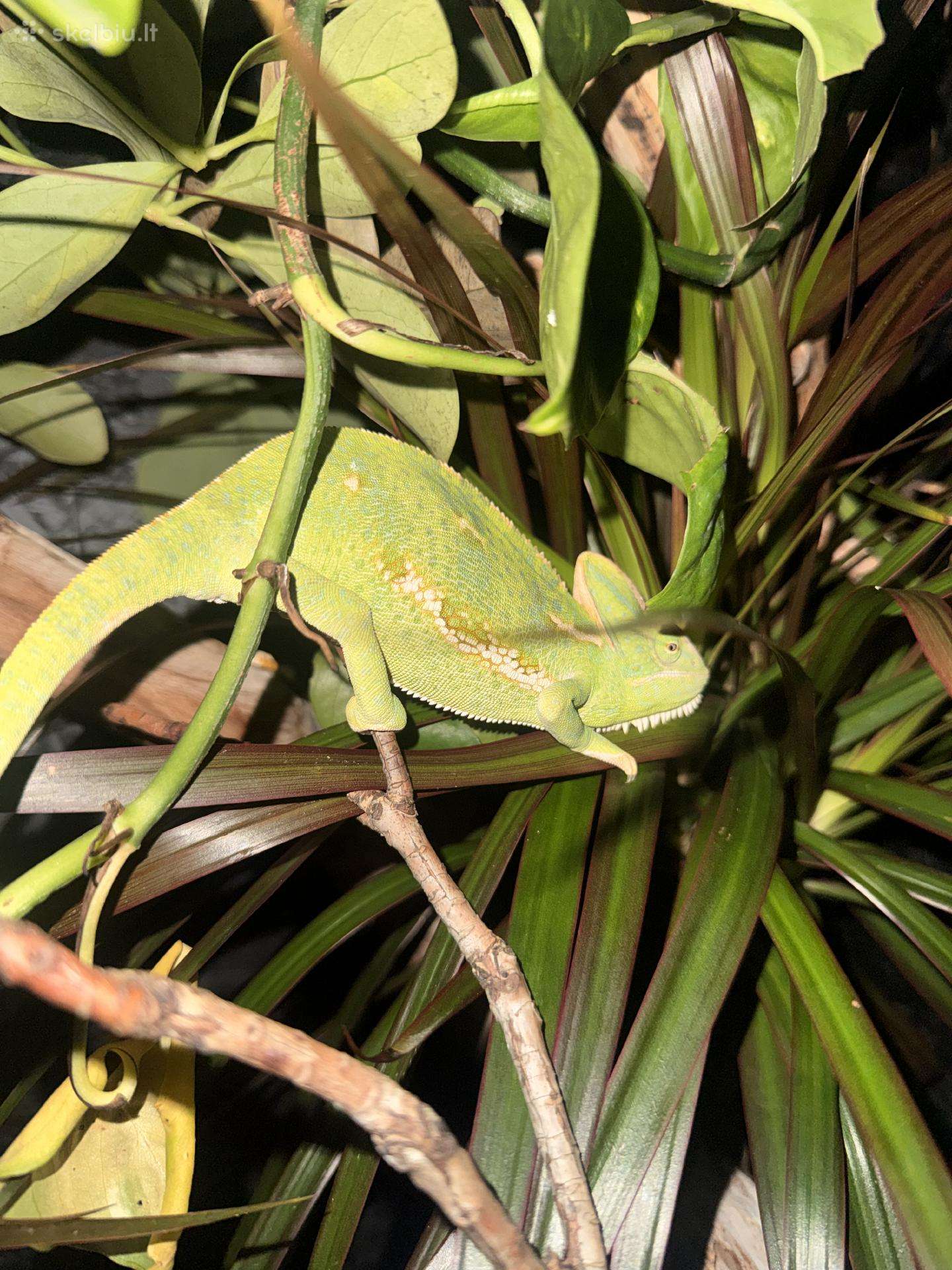 Roplys Jameno chameleonas