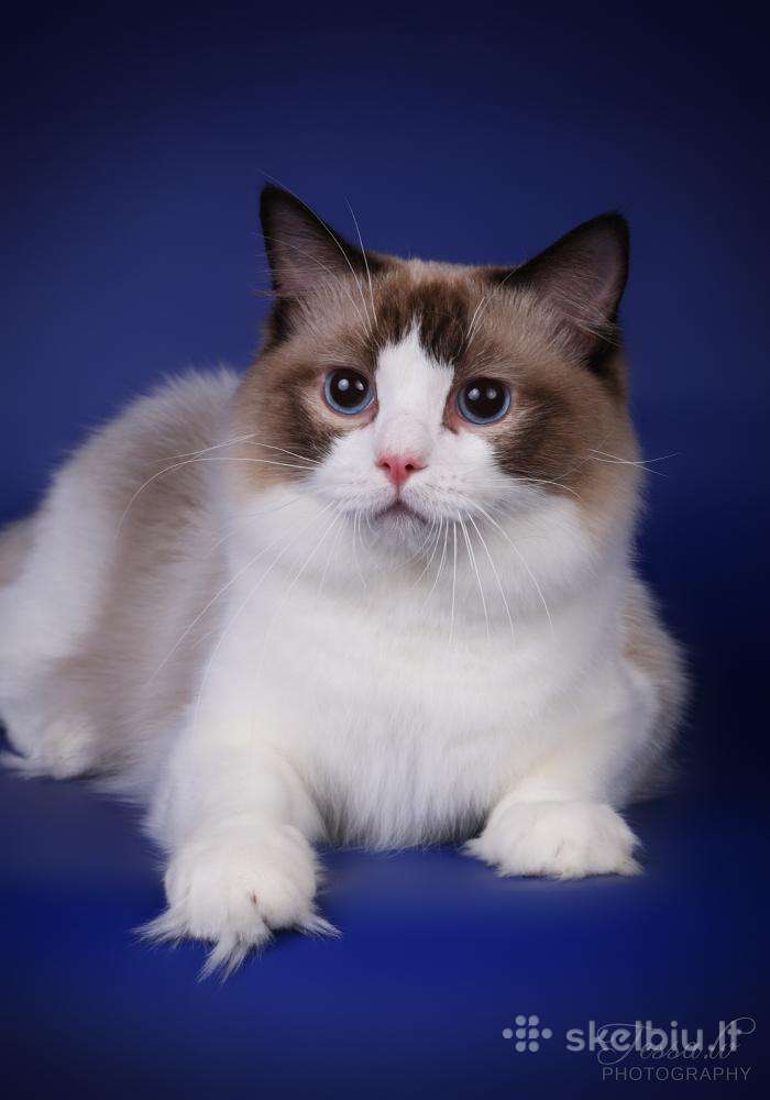 Ragdoll