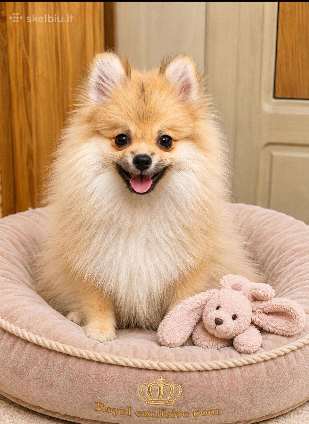 Vokiėčiu išpicas pomeranas