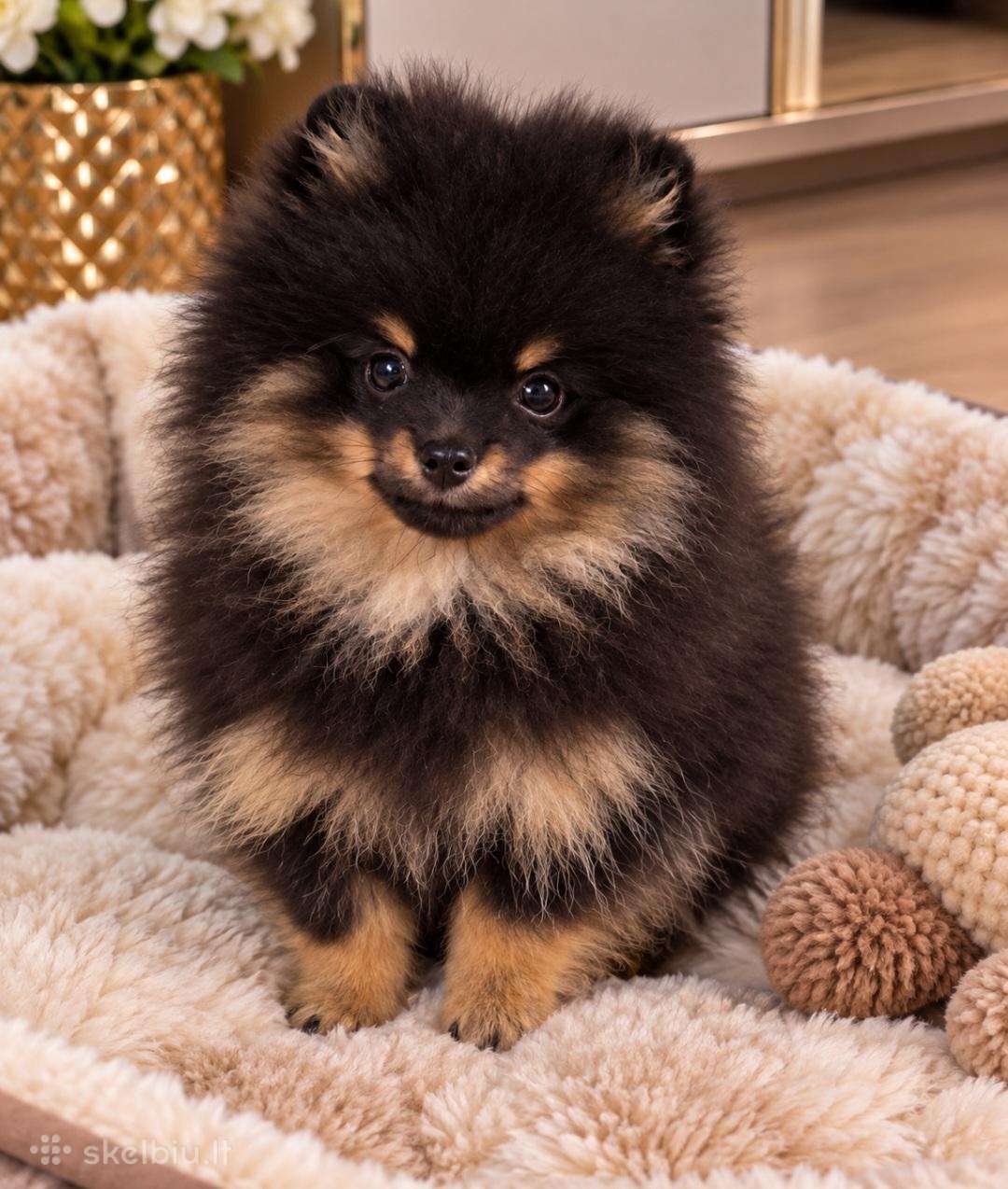 Vokiėčiu nykštukinis mini pomeranian špiciukas