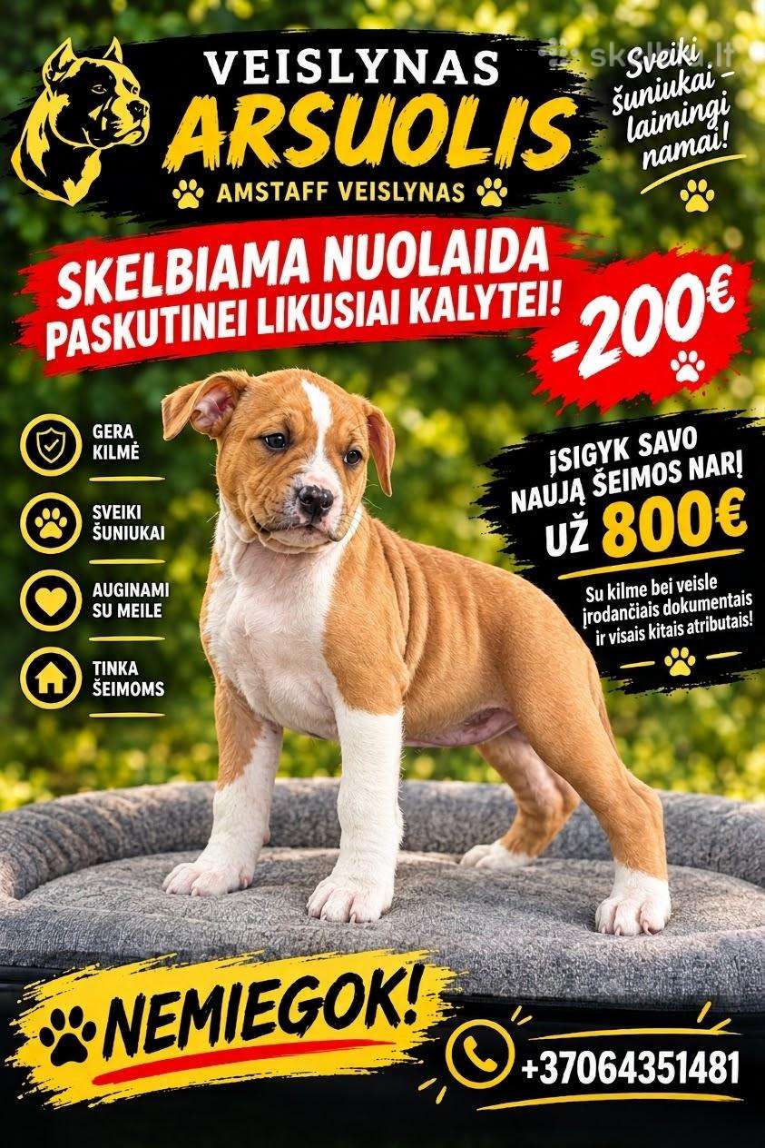 Amstaff kalytė
