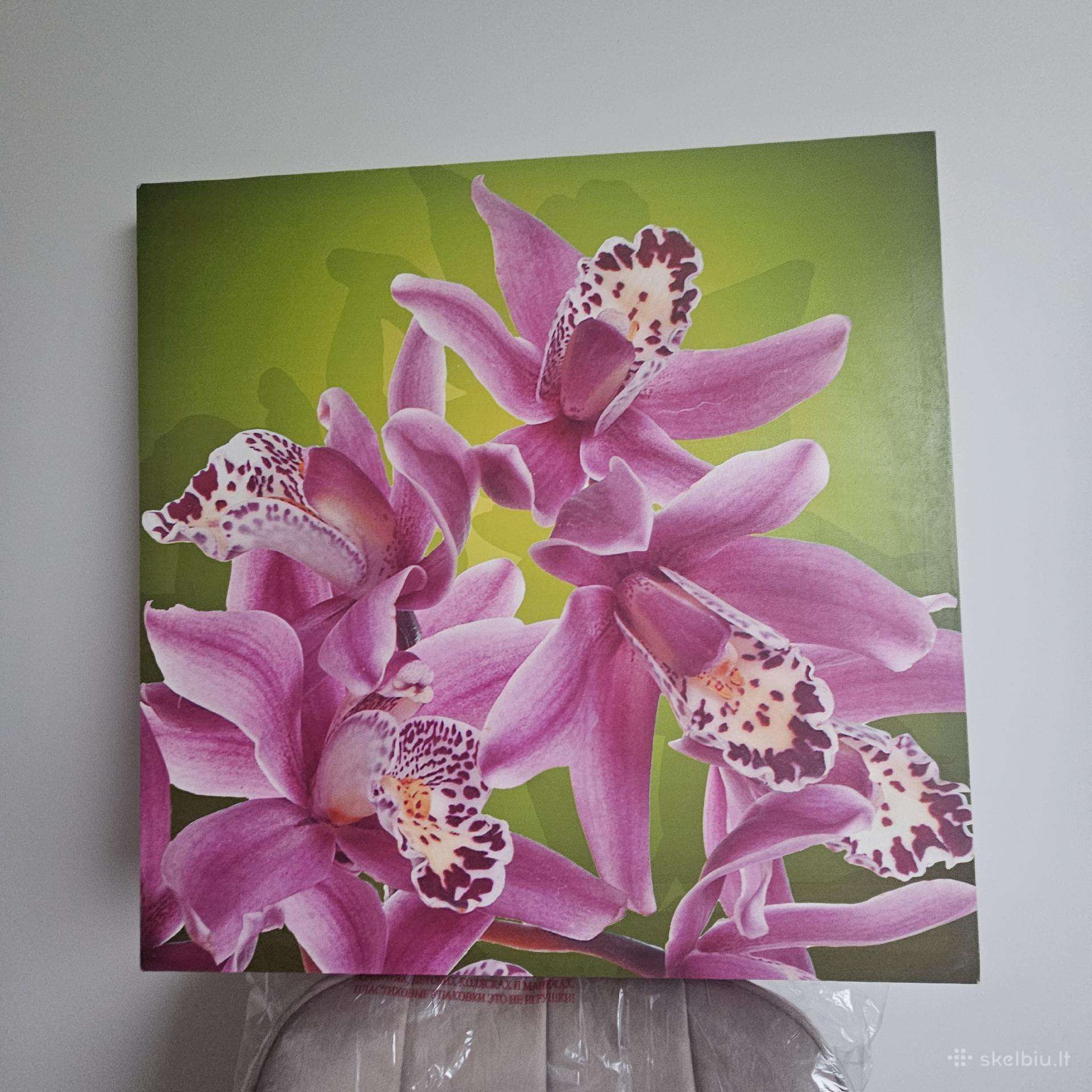Ryškus, gražus paveikslas Orchidėjos