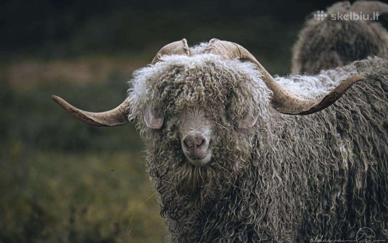 Angoros ožiai