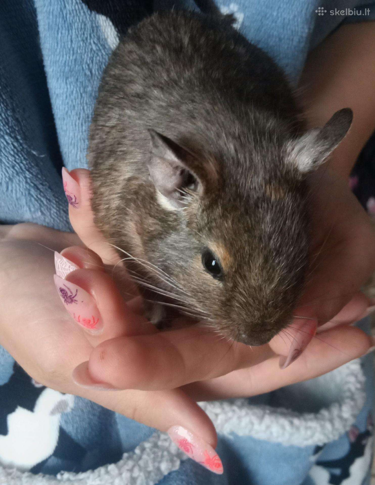 Parduodu degu