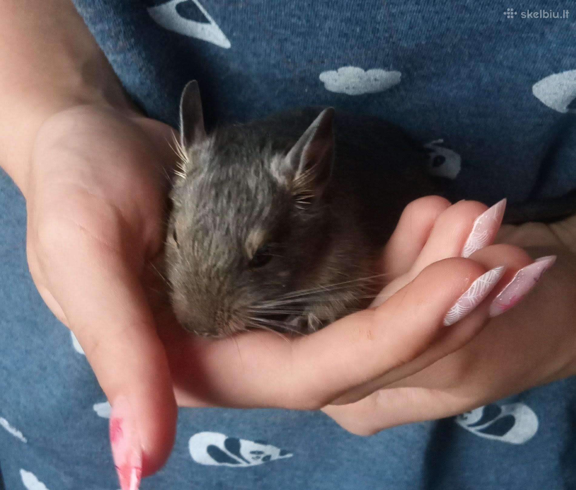 Dovanoju degu