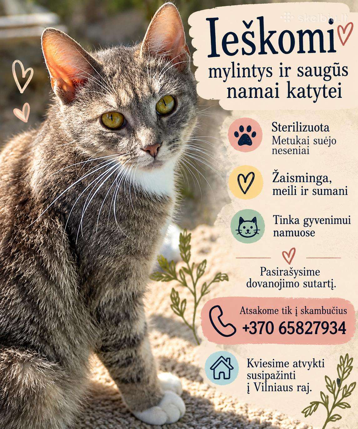 Dovanojame 1 metukų katytę, sterilizuota.