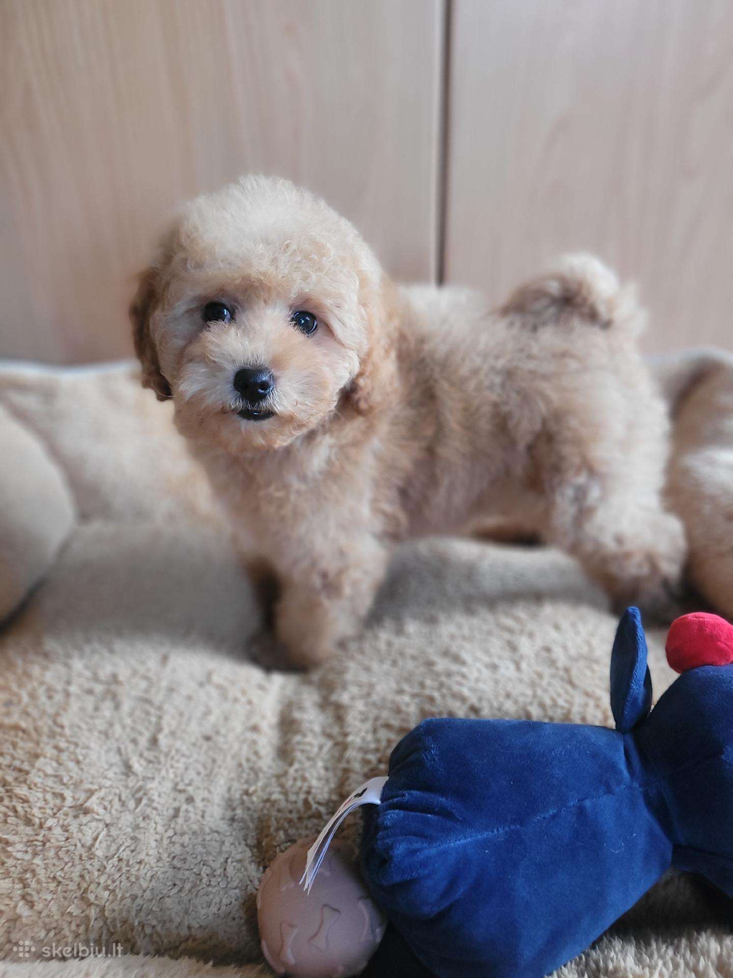 Maltipoo