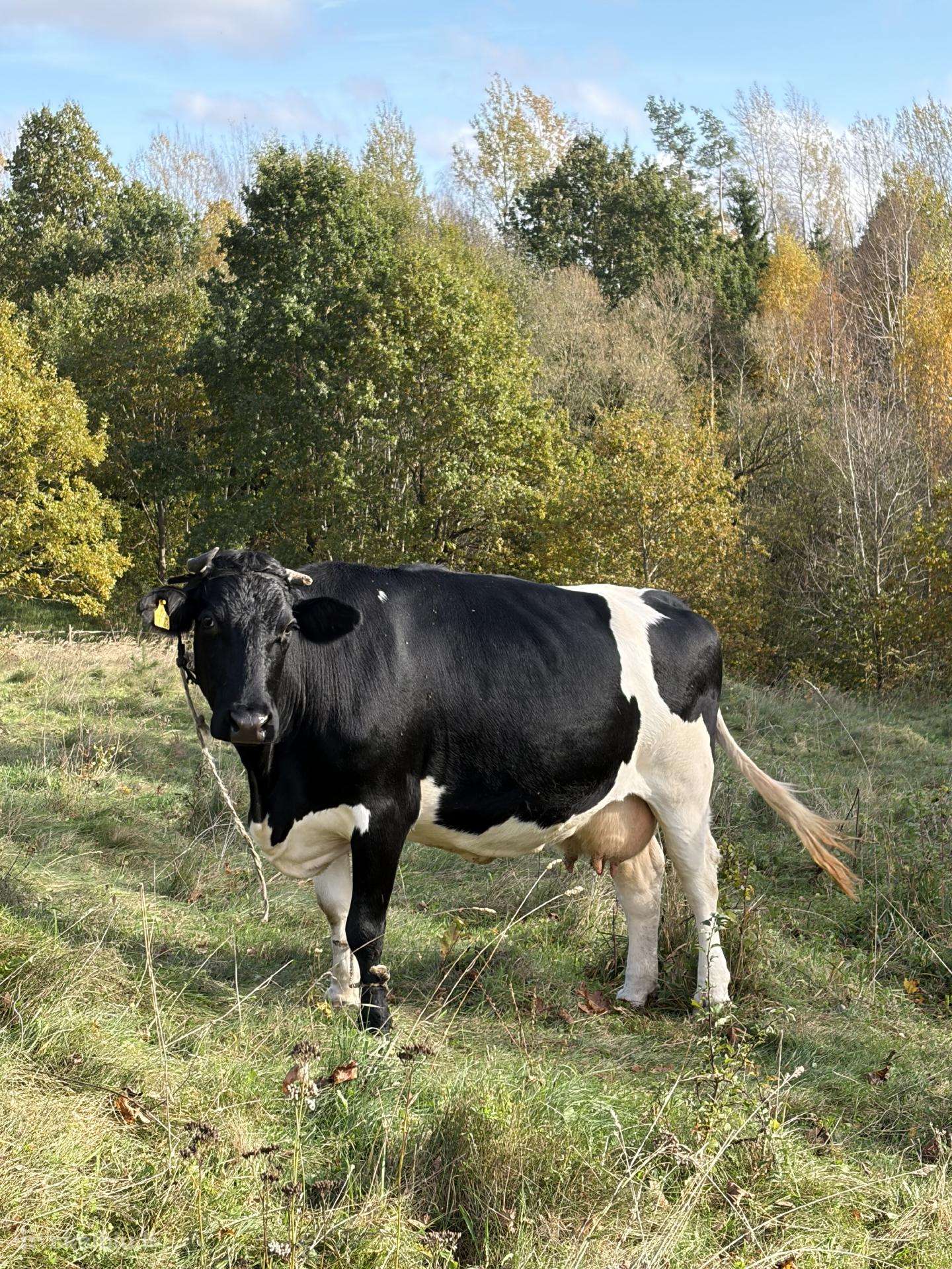 Karvės