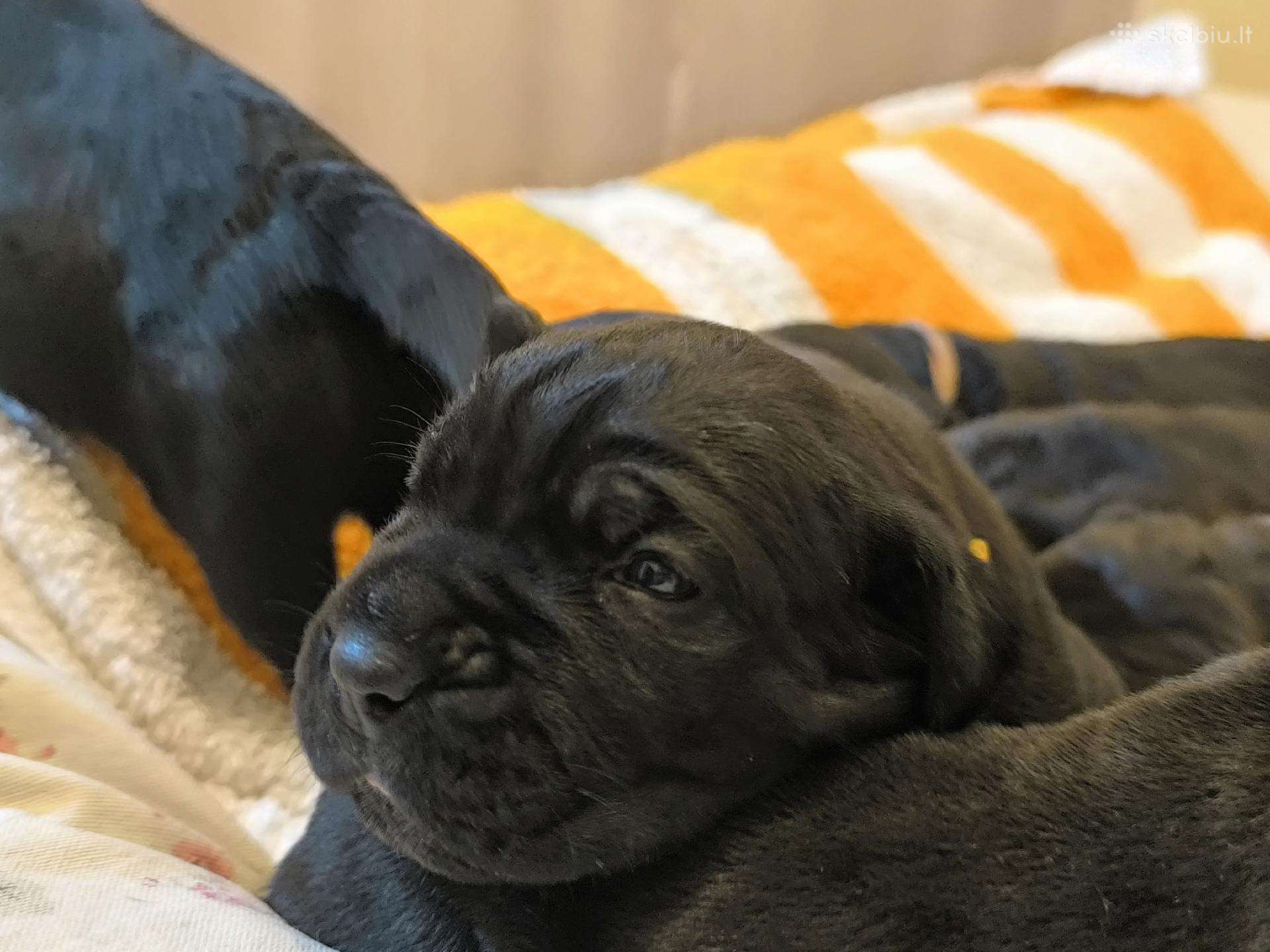 Cane corso veislės šuniukai su kilmės dokumentais