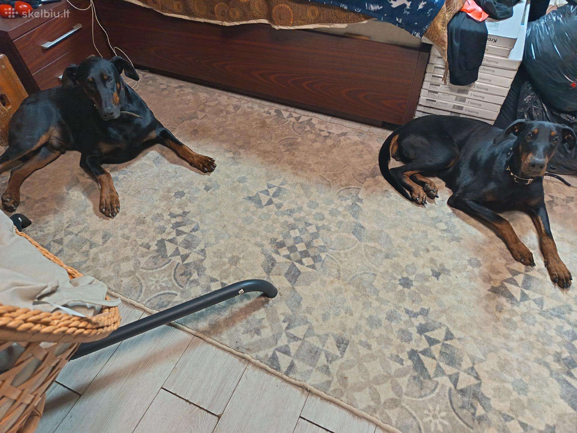 Dovanojm dobermanu kalyte