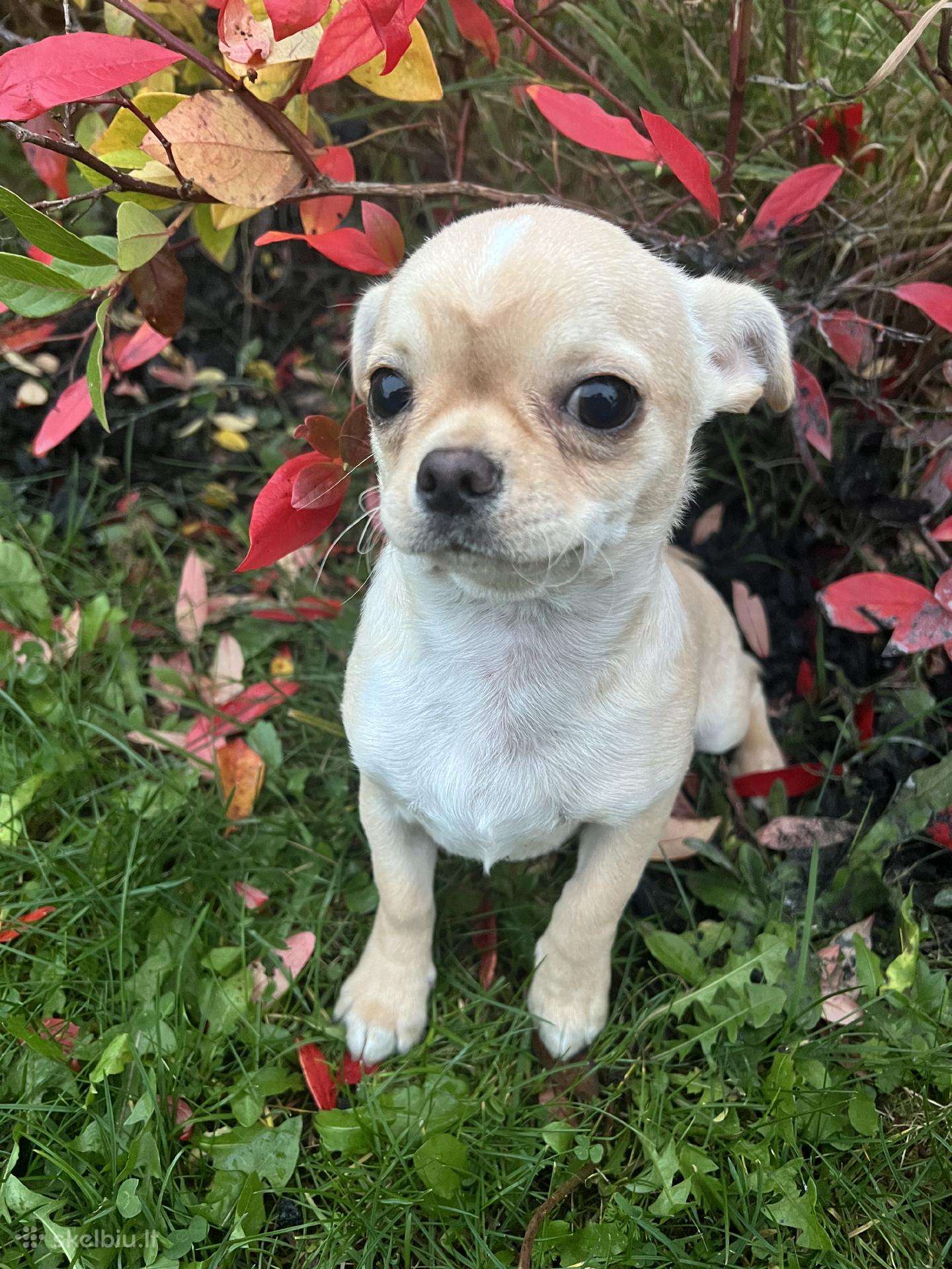 Chihuahua patinėlis
