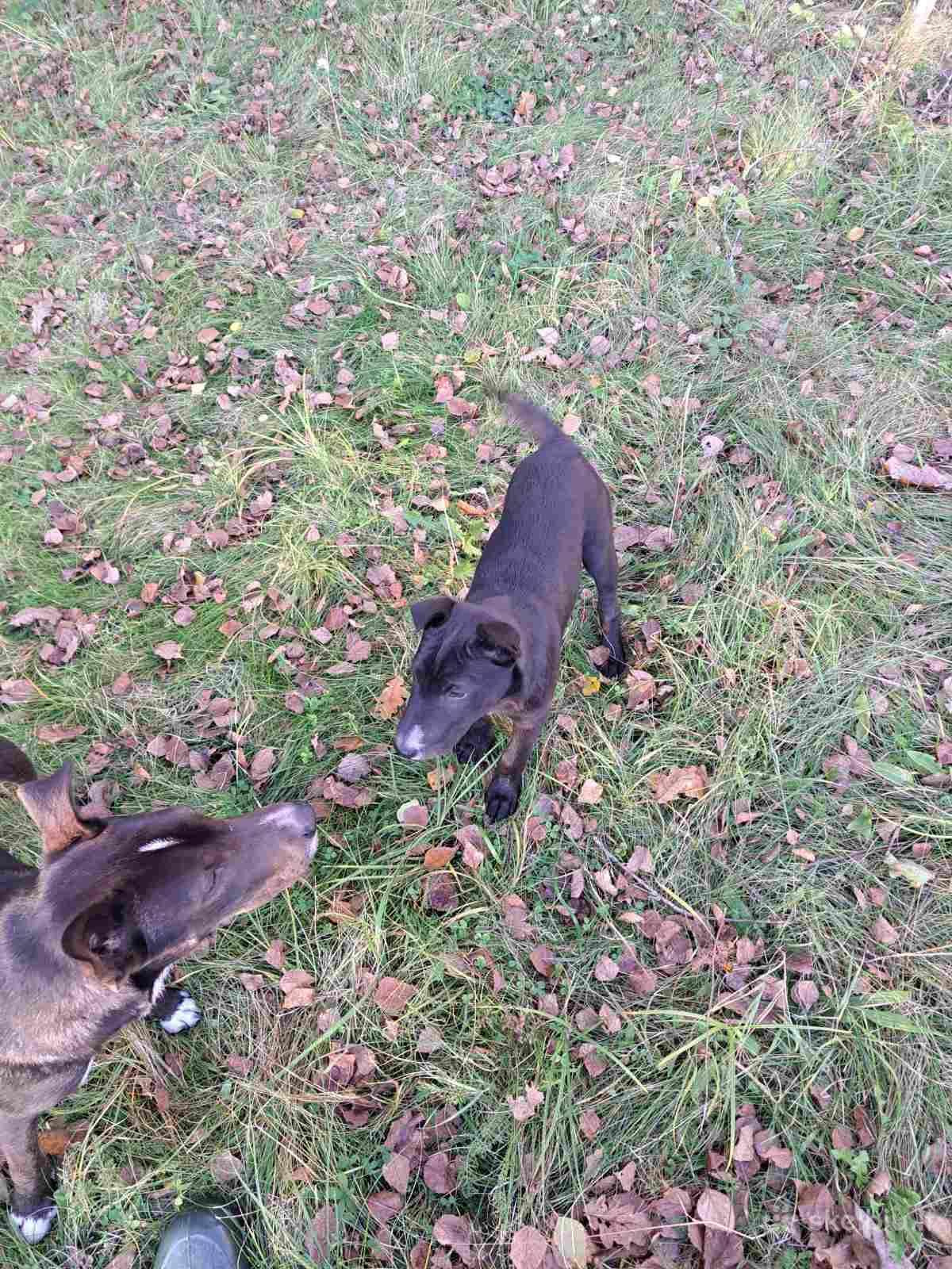 Dovanojamas mielas,labai žaismingas patinėlis