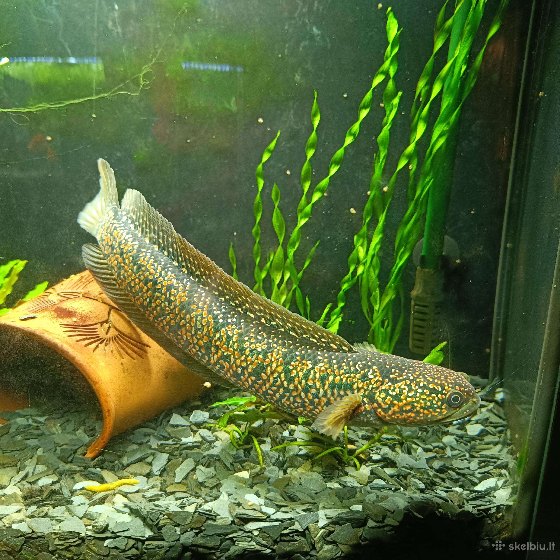 Channa asiatica
