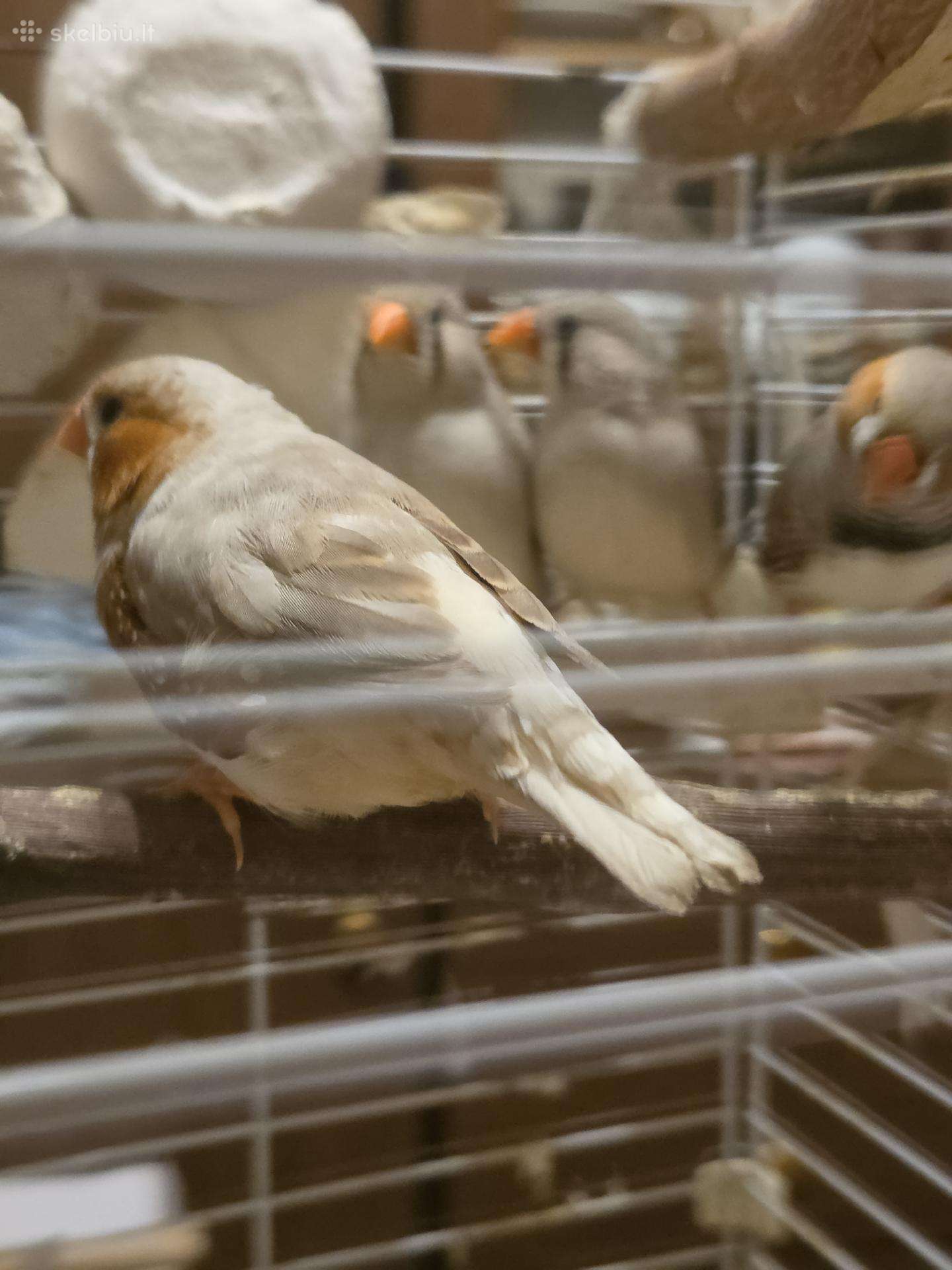 Parduodu jaunus paukštelius,banguotukų bus ,auga