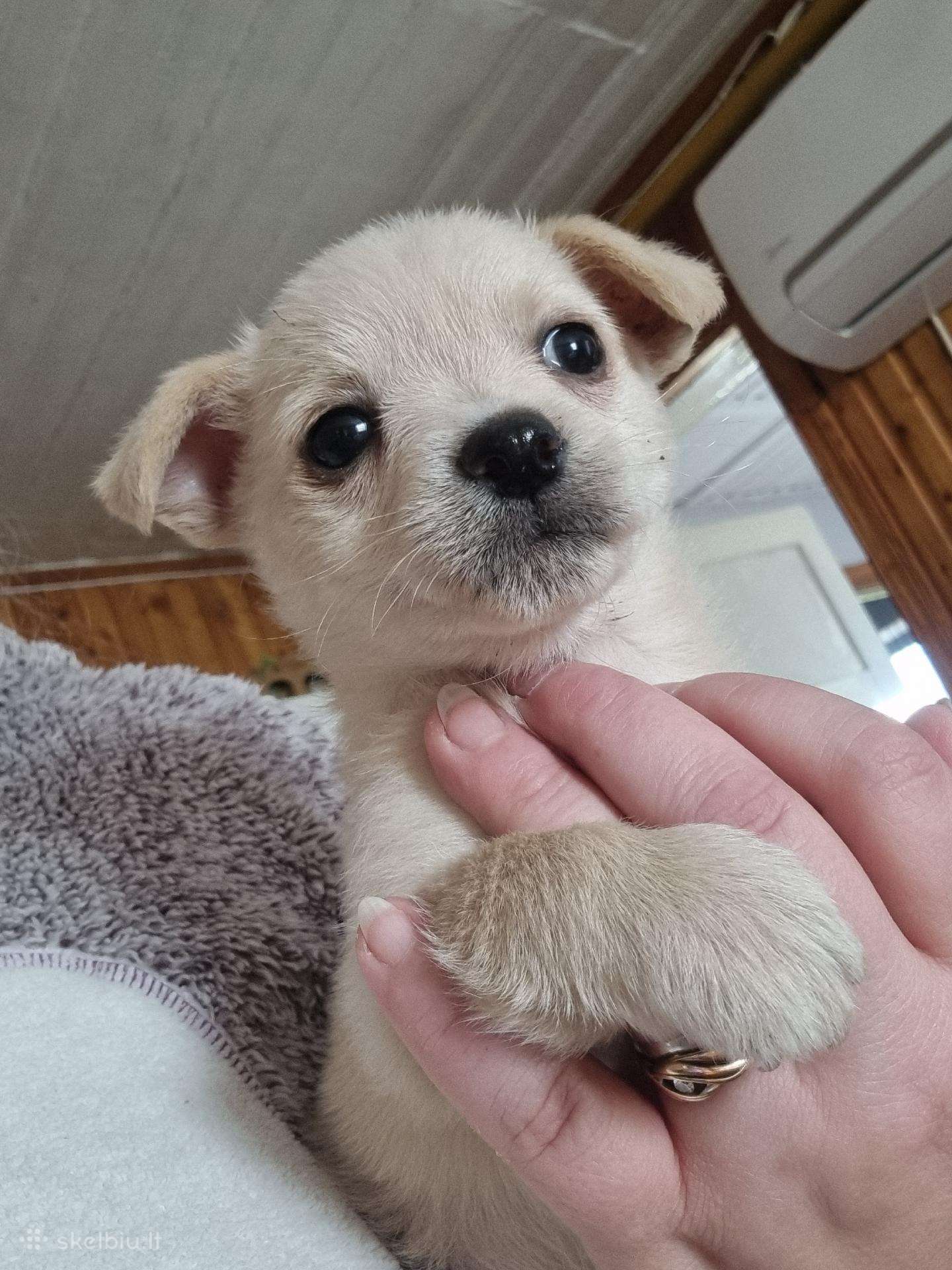 Mažiukai Chichuahua mamytės vaikiukai