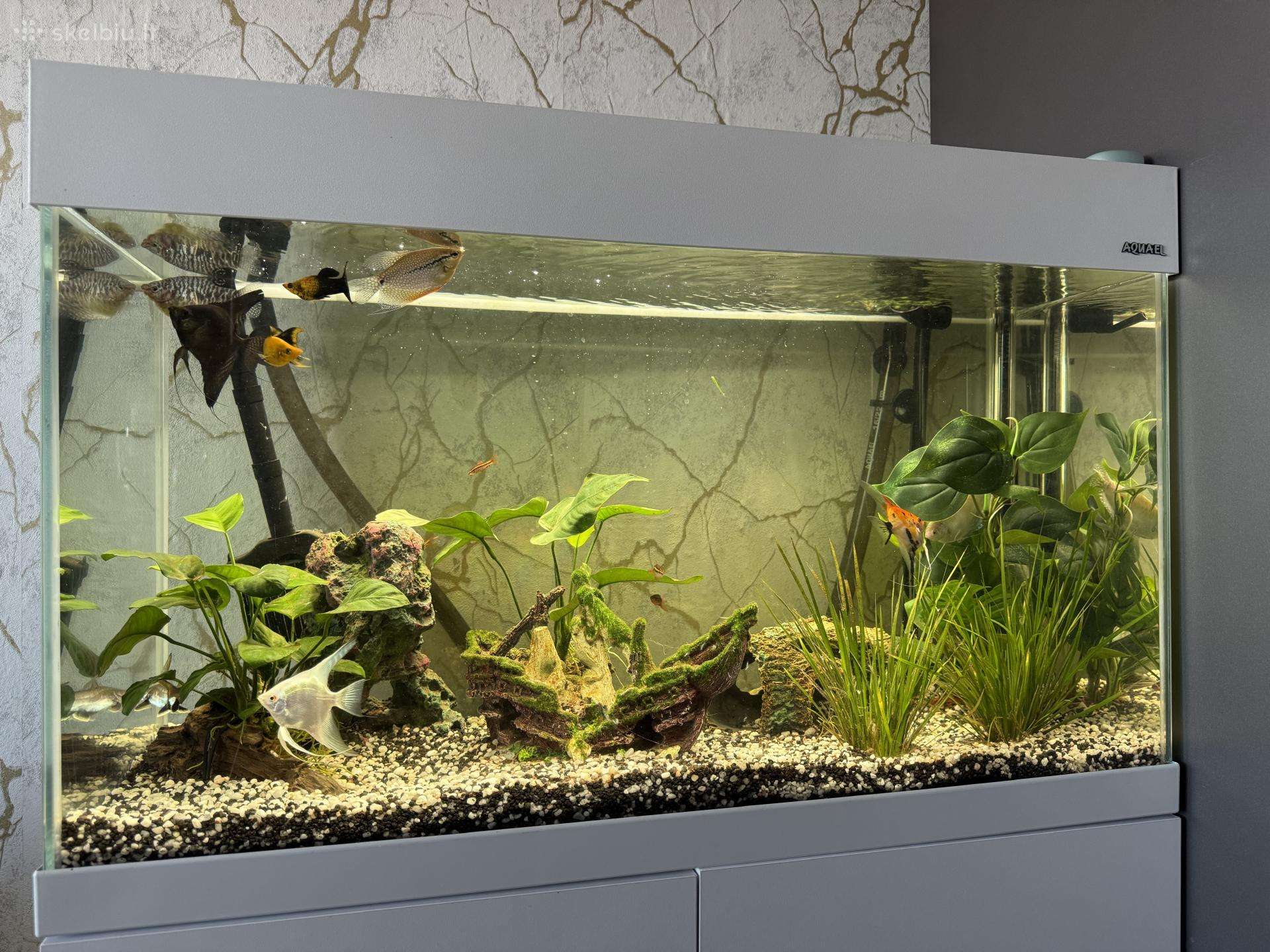 Akvariumas aquael 125l
