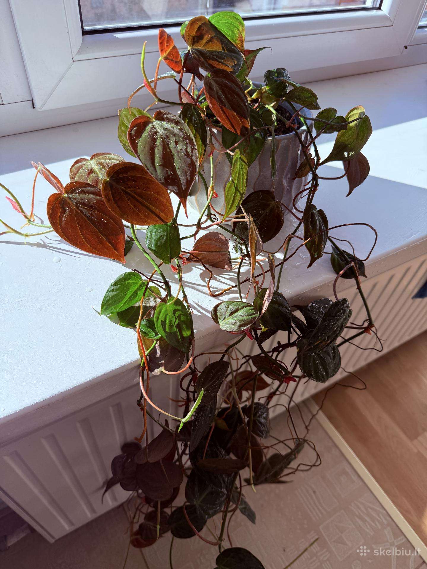 Philodendron Scandens Micans vijoklinis augalas