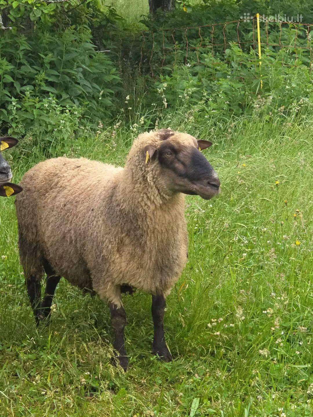 Grynaveislis Lj reproduktorius