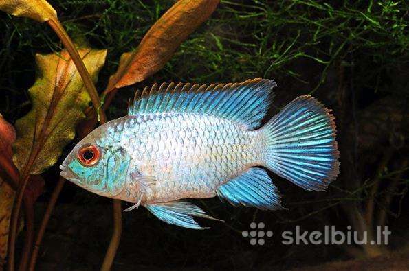 Nannacara neon blue hybrid