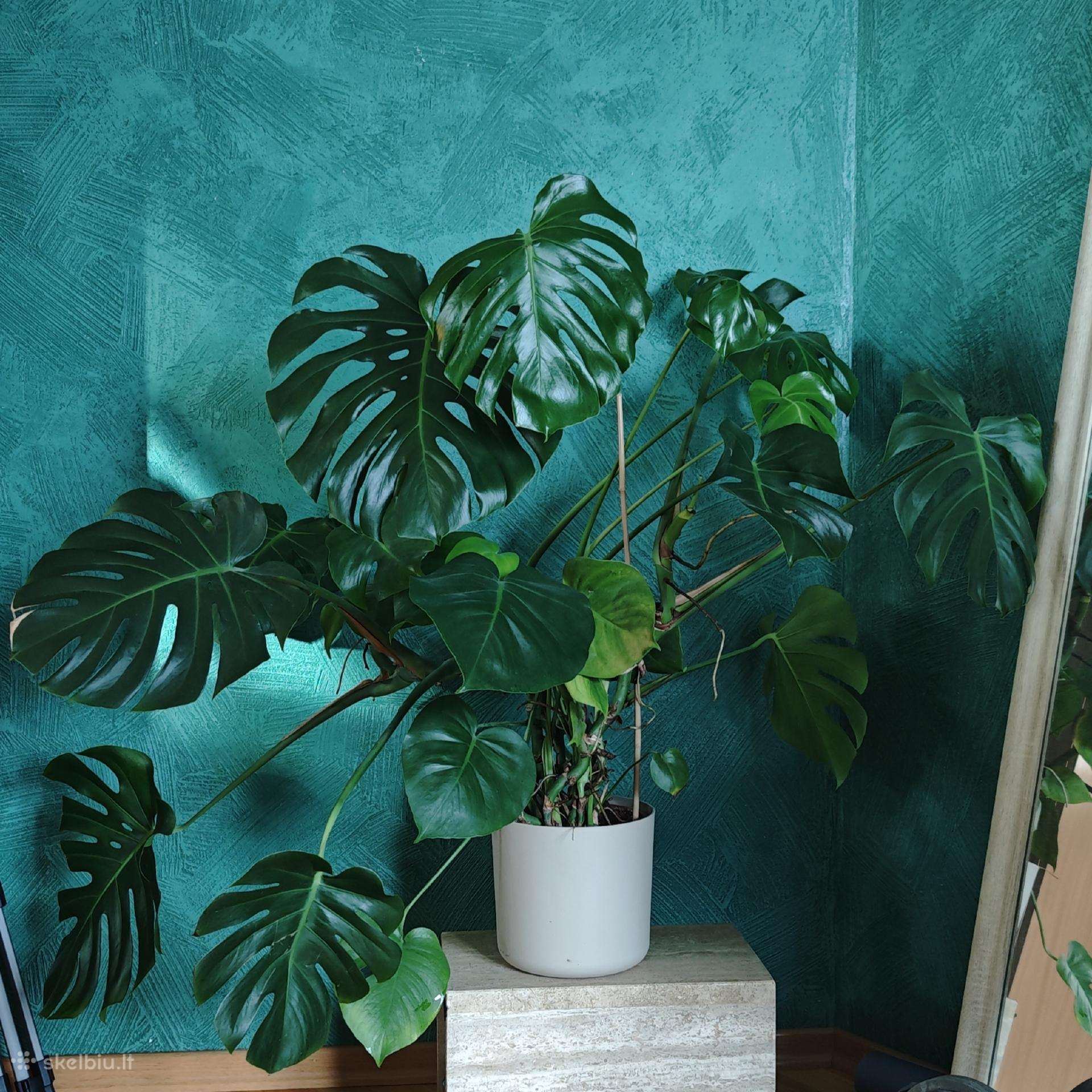 Monstera