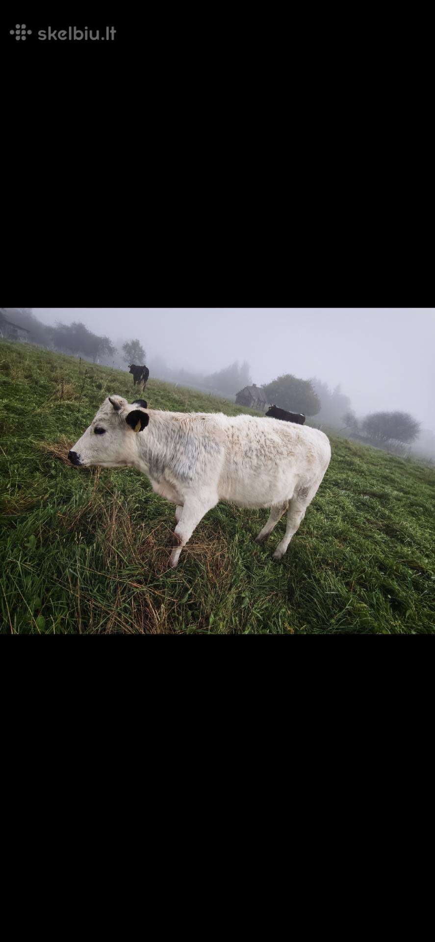 Parduodamos dvi metines telyčios