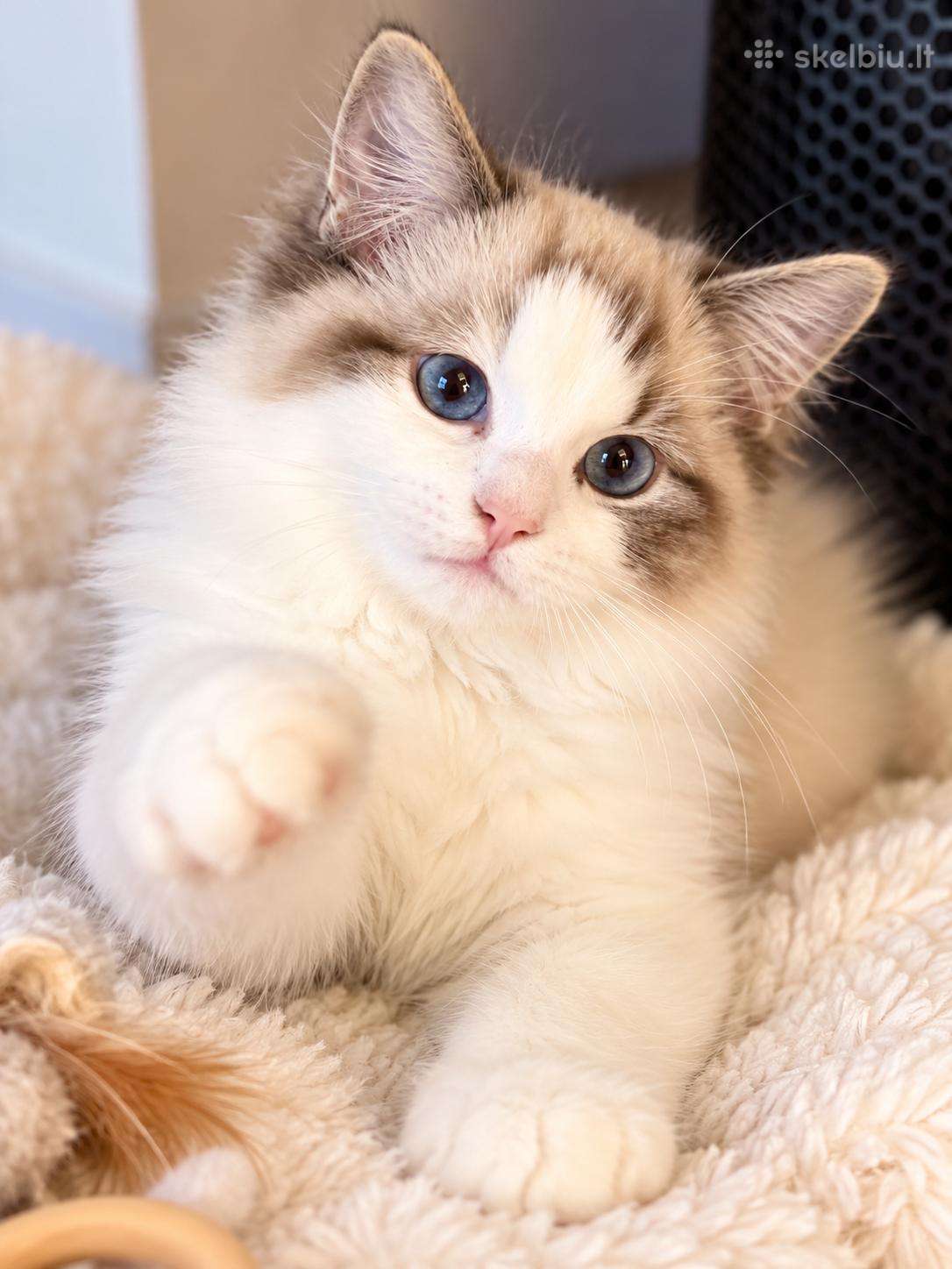 Ragdoll kačiukai, skuduriukai, Regdoll