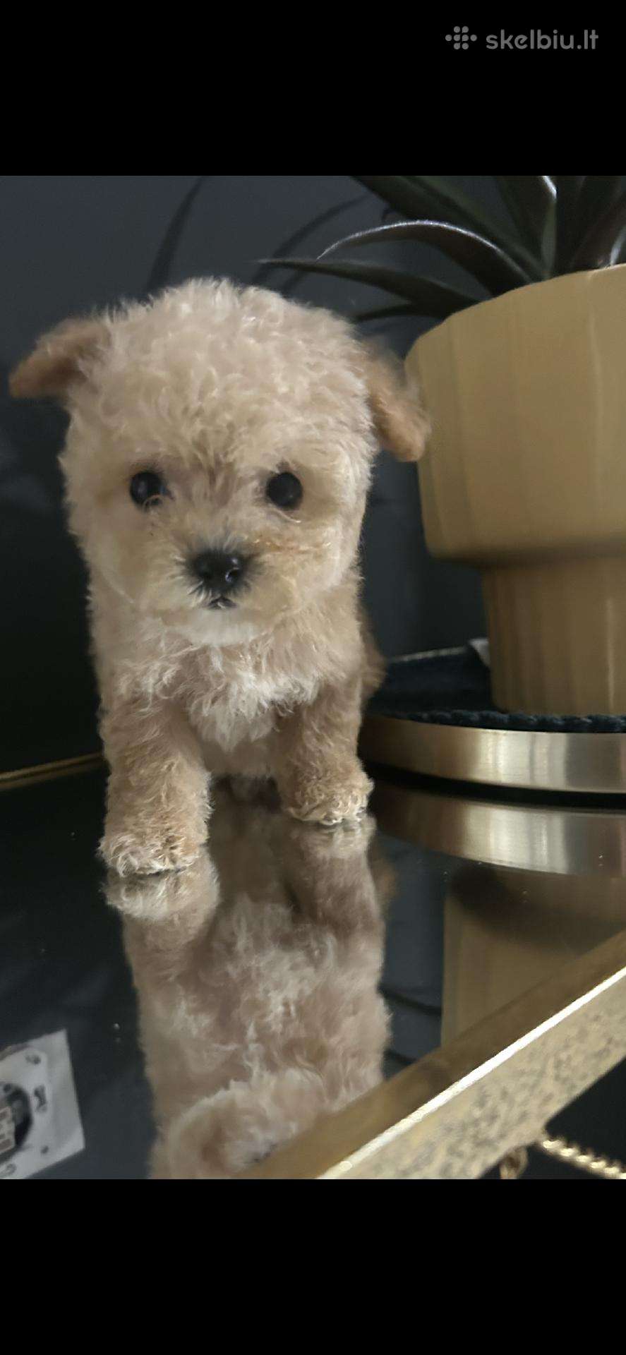 Maltipoo mažyliai