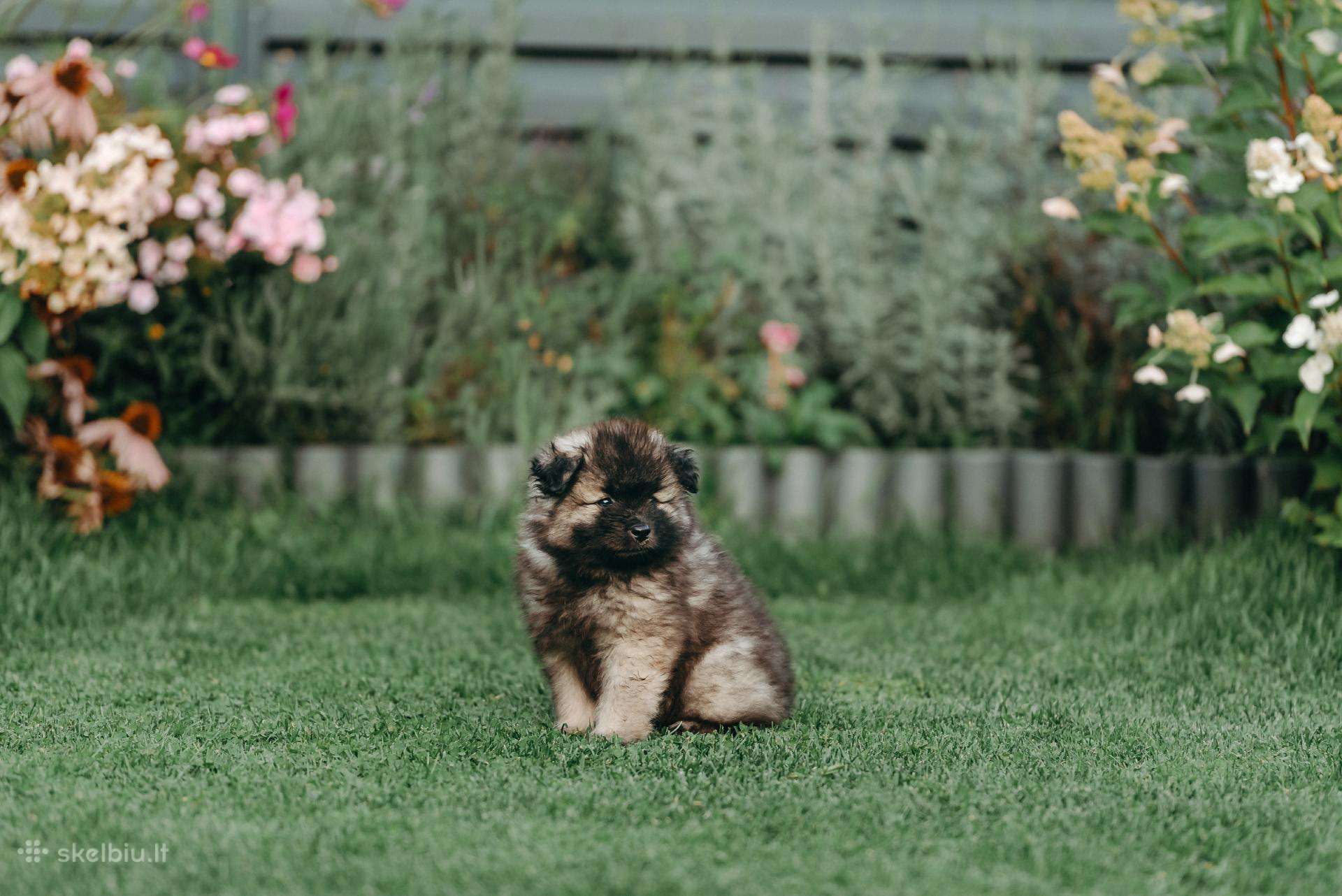 Volfšpicai (keeshond) gimė 08-03(liko 1 patinėlis)