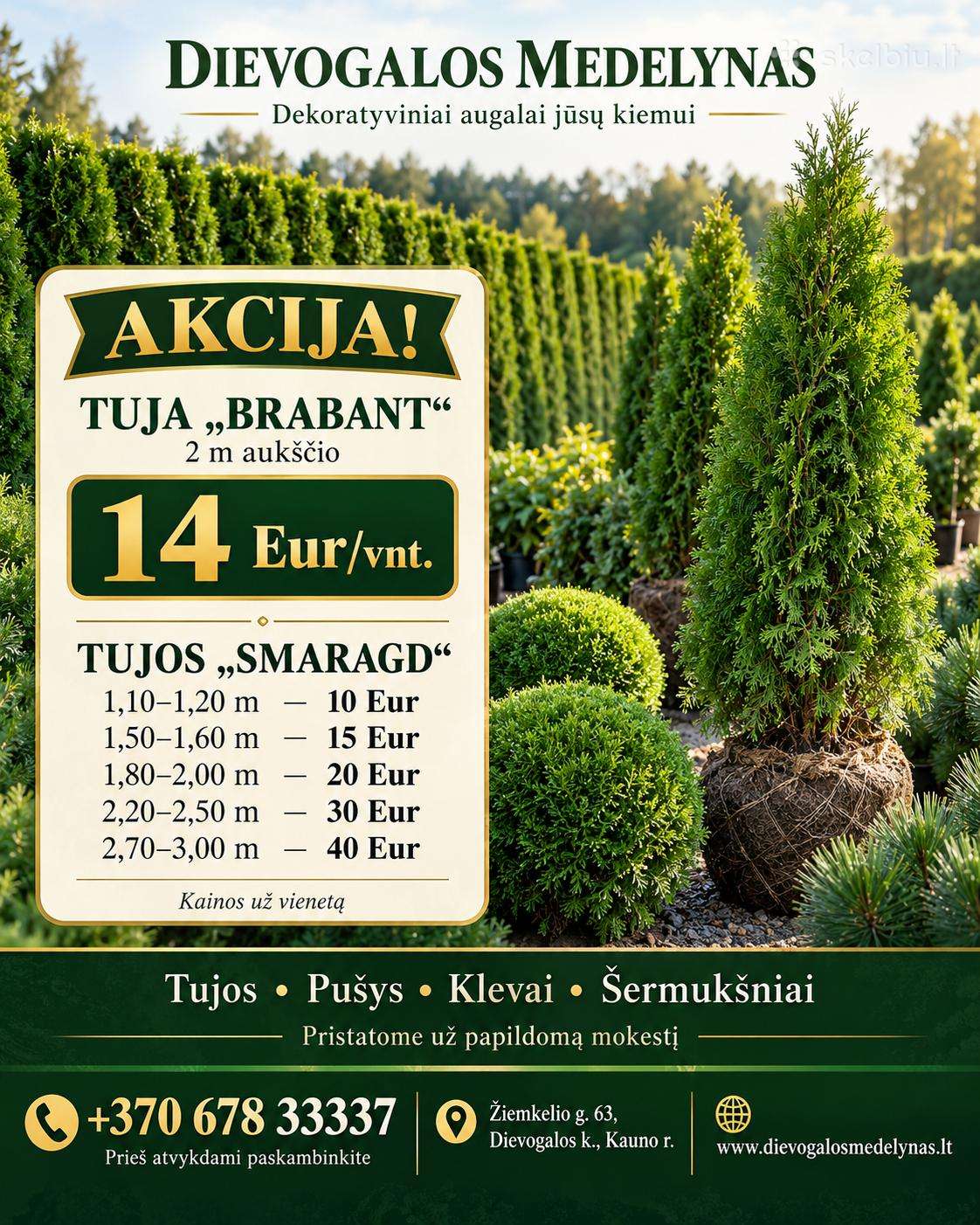 Tujos "smaragd", "brabant", pušys, eglės ir k.t.