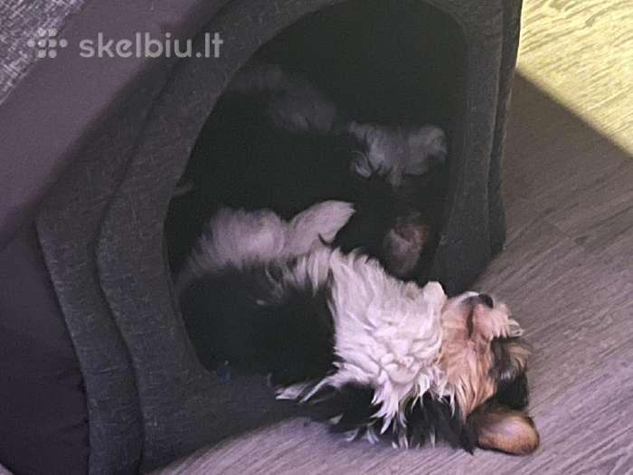 Byverio (biever, biewer, bywer) terjerai