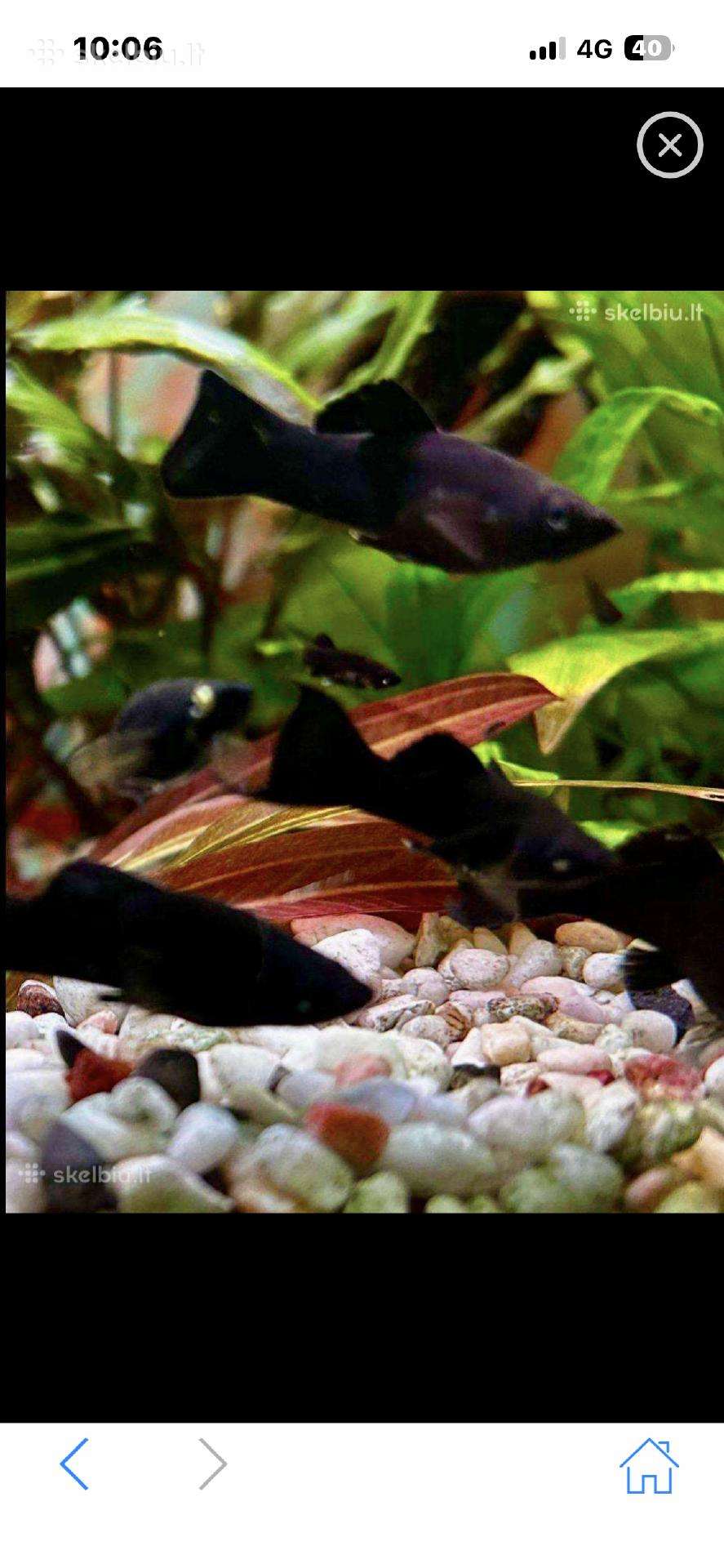 Molinezijos