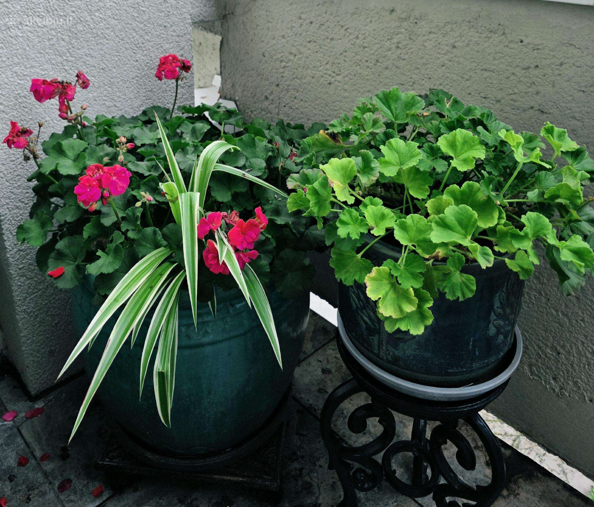 Dovanoju pelargonijų krūmus ir florofitum