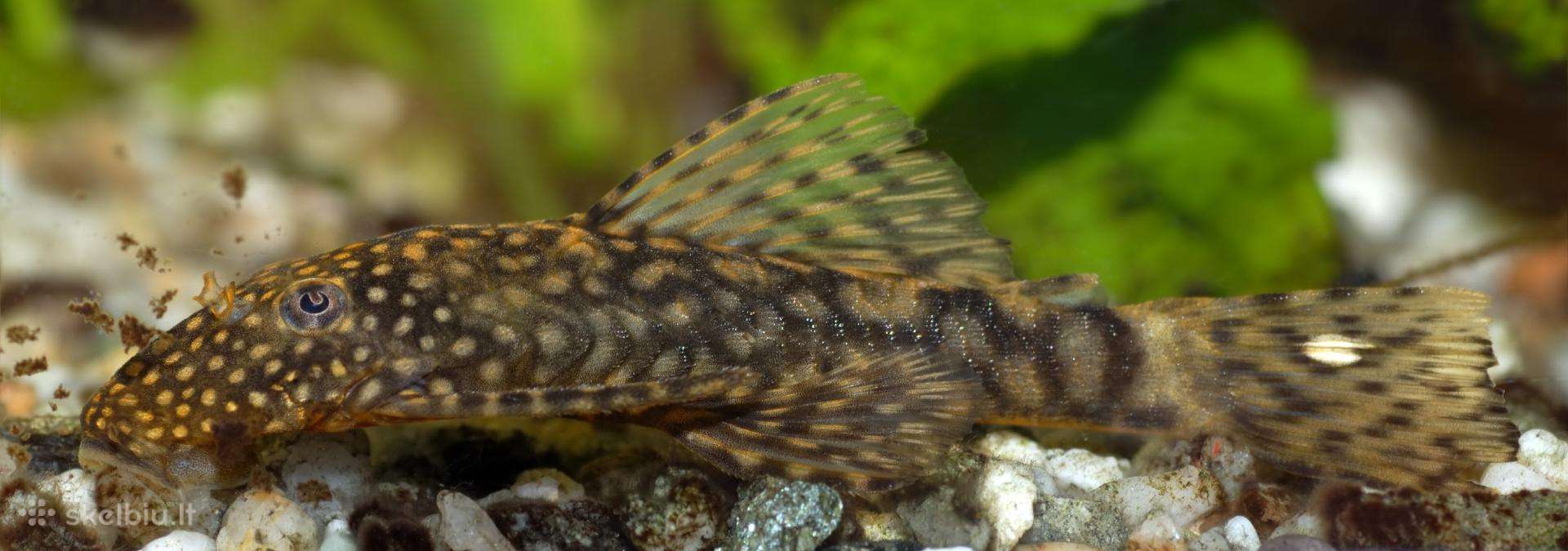Dovanoju Ancistrus šamukus