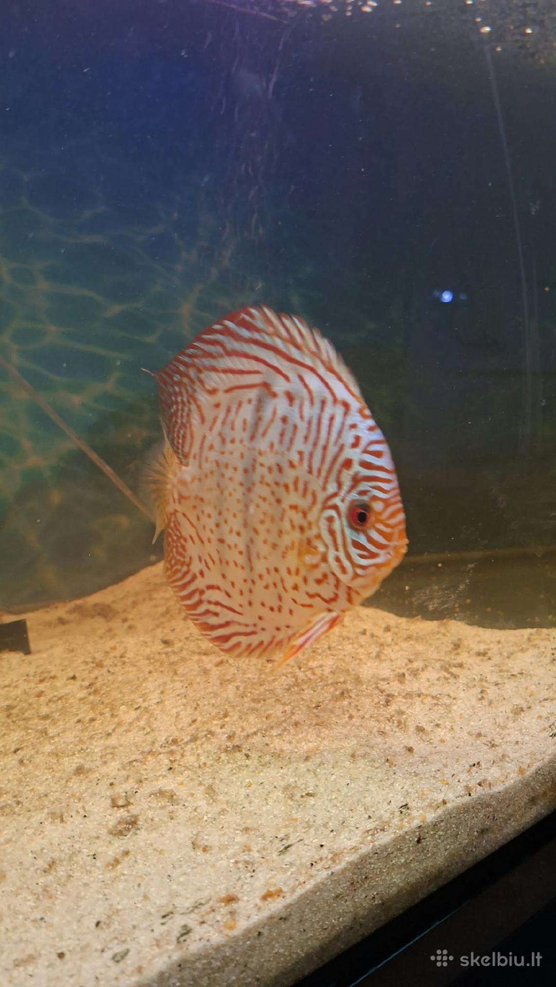 Diskusai