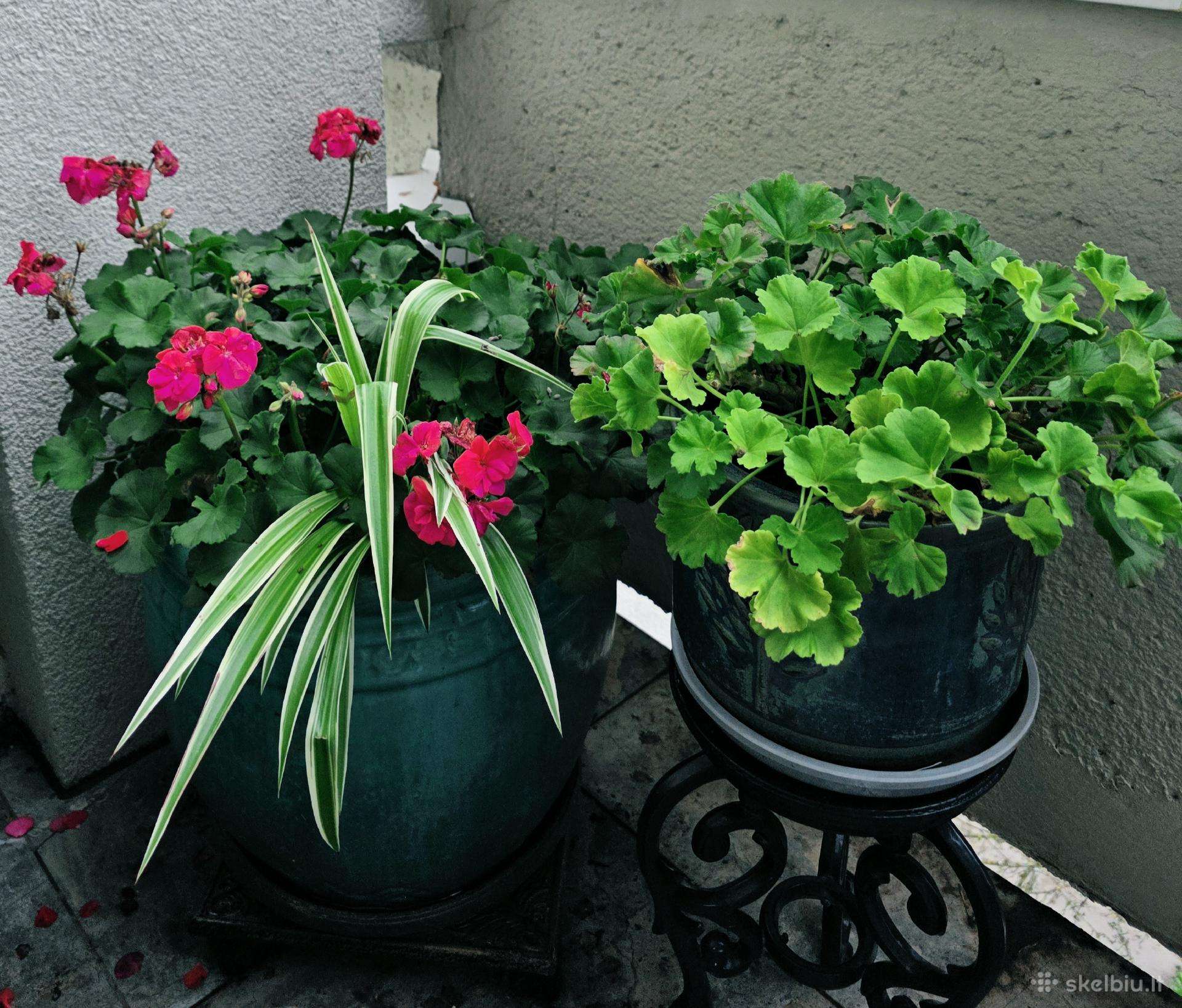 Dovanoju pelargonijų krūmus ir florofitum