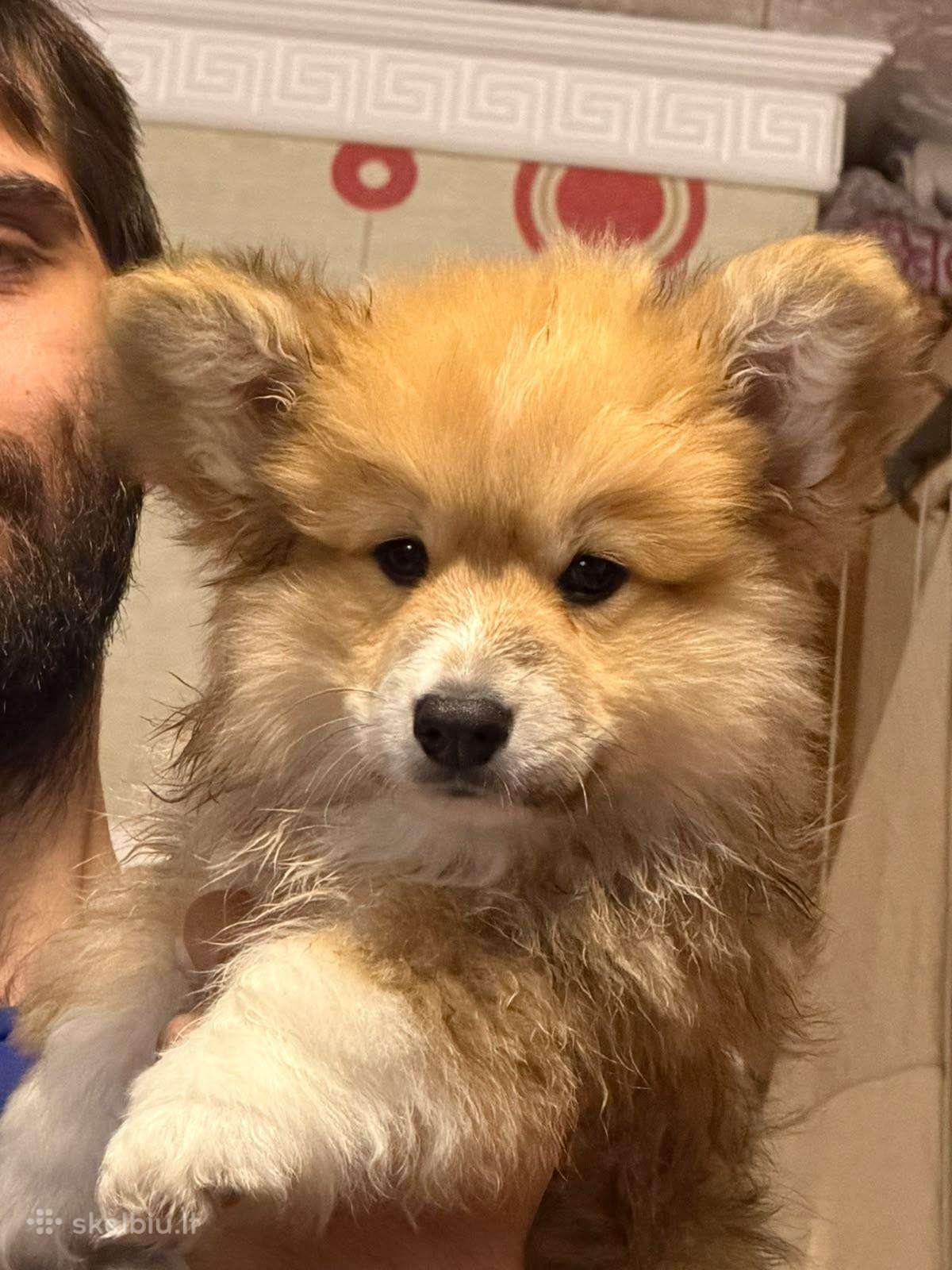 Welsh corgi pembroke fluffy boy