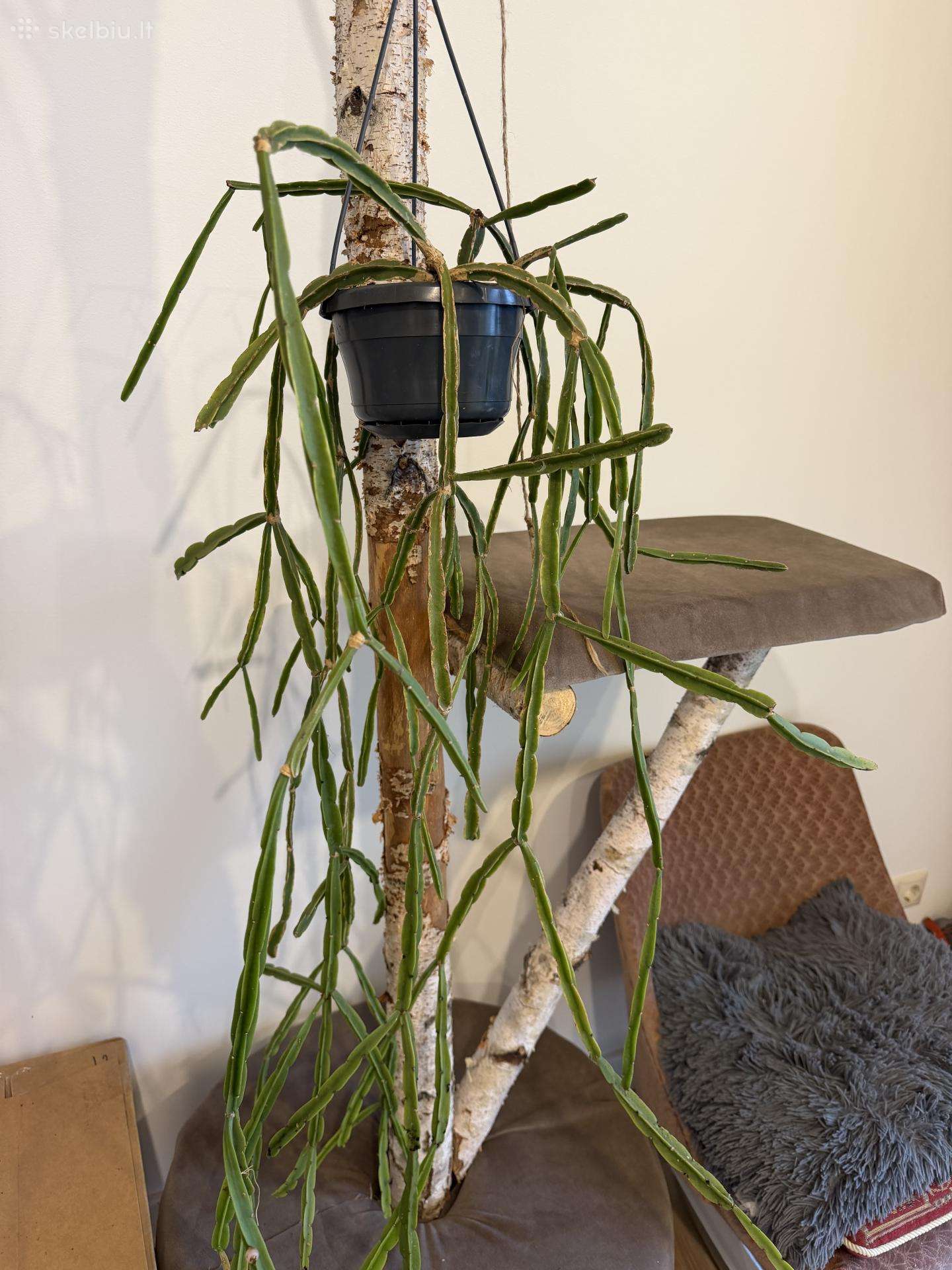 Rhipsalis Pentaptera