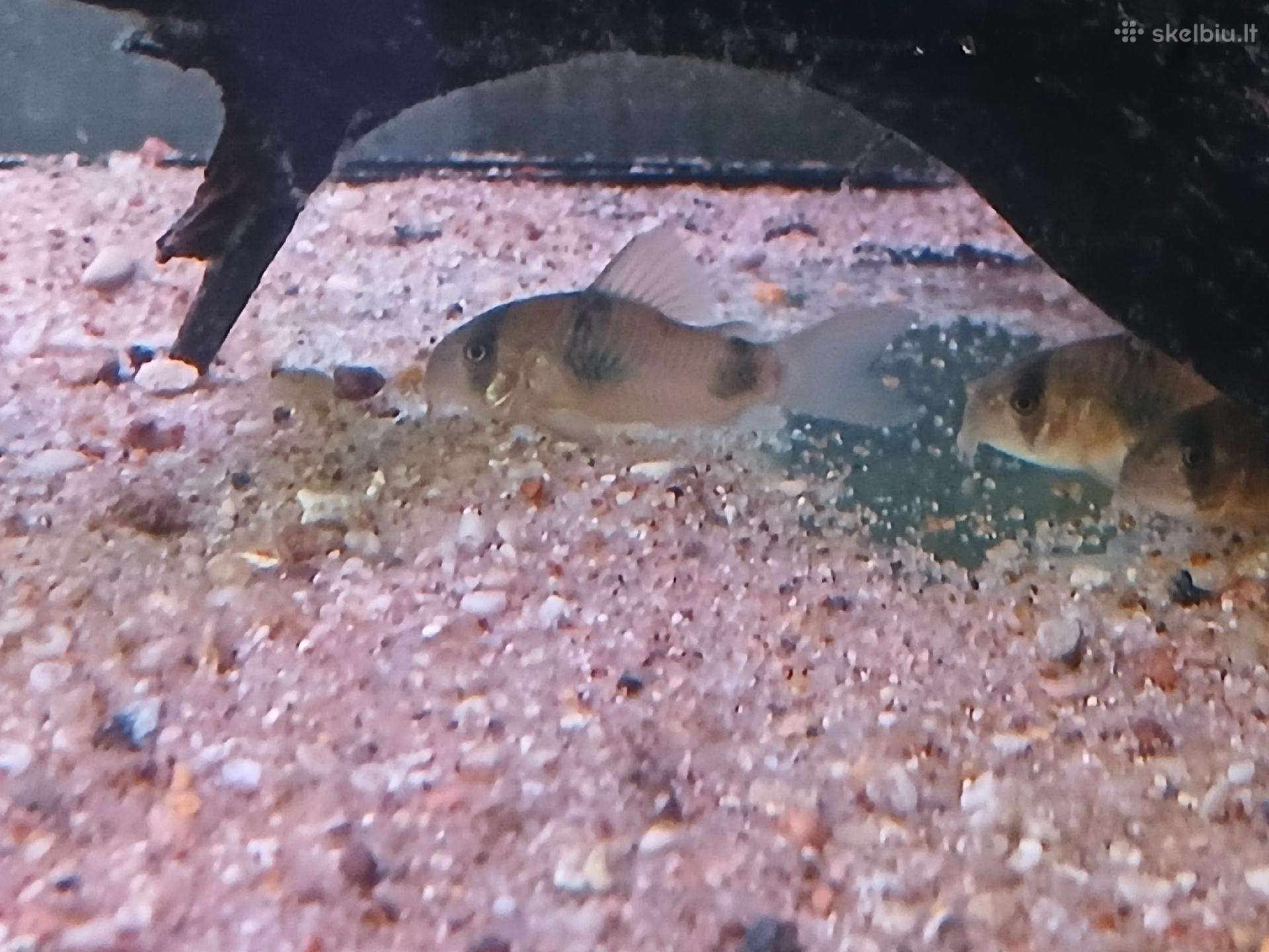 Parduodu corius