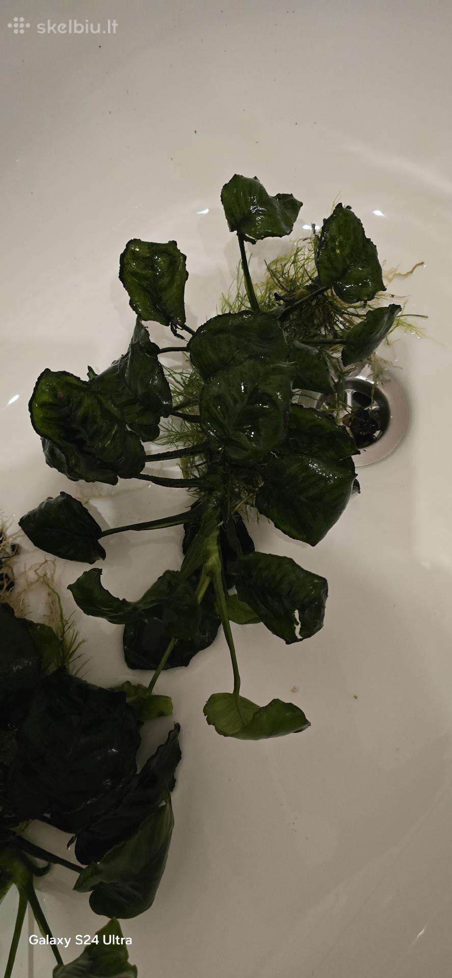 Akvariumo augalai Anubias